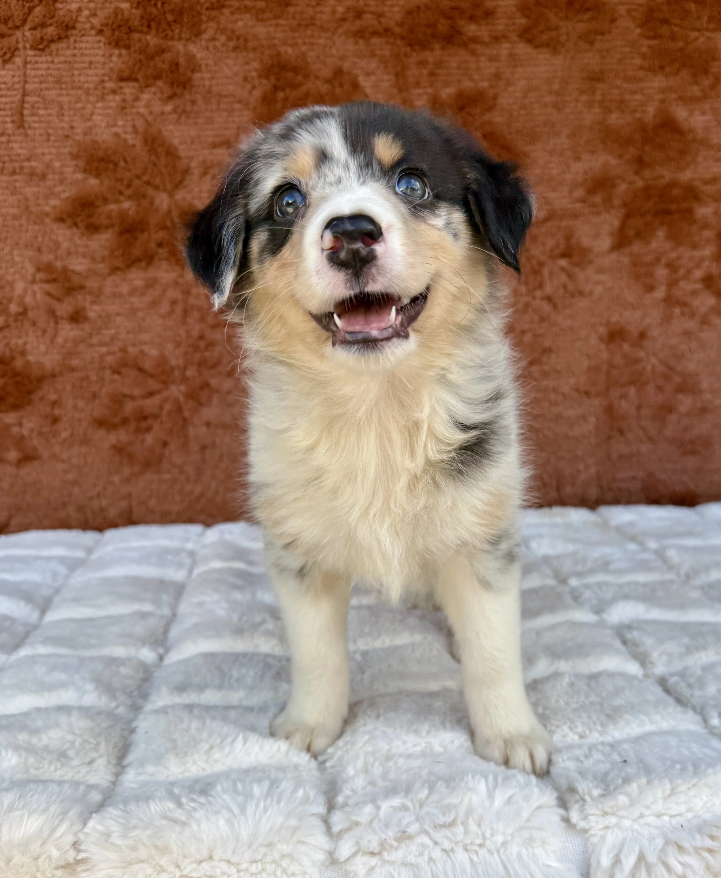 Sabrina- Australian Shepherd Female