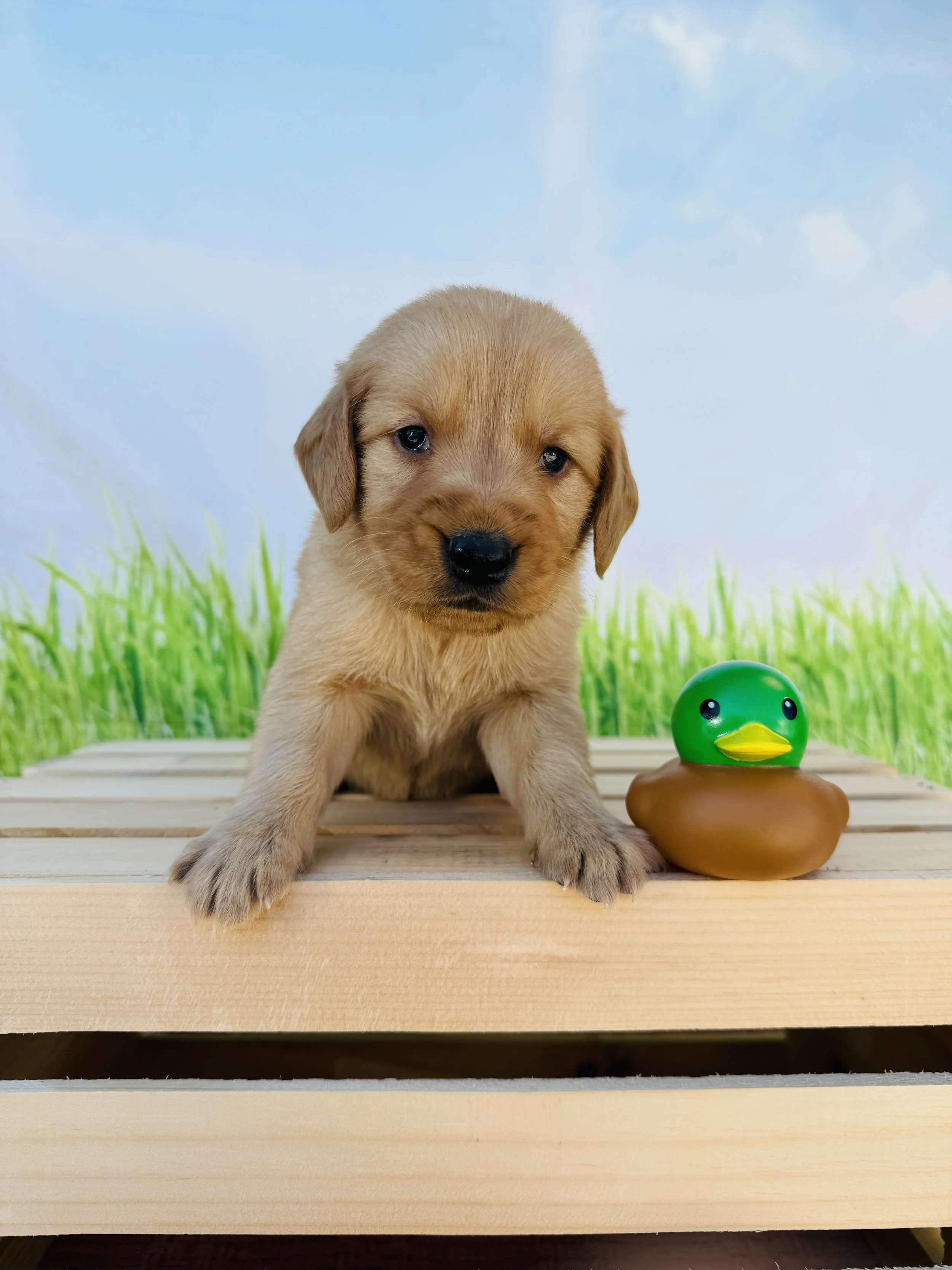 River- Golden Retriever Male