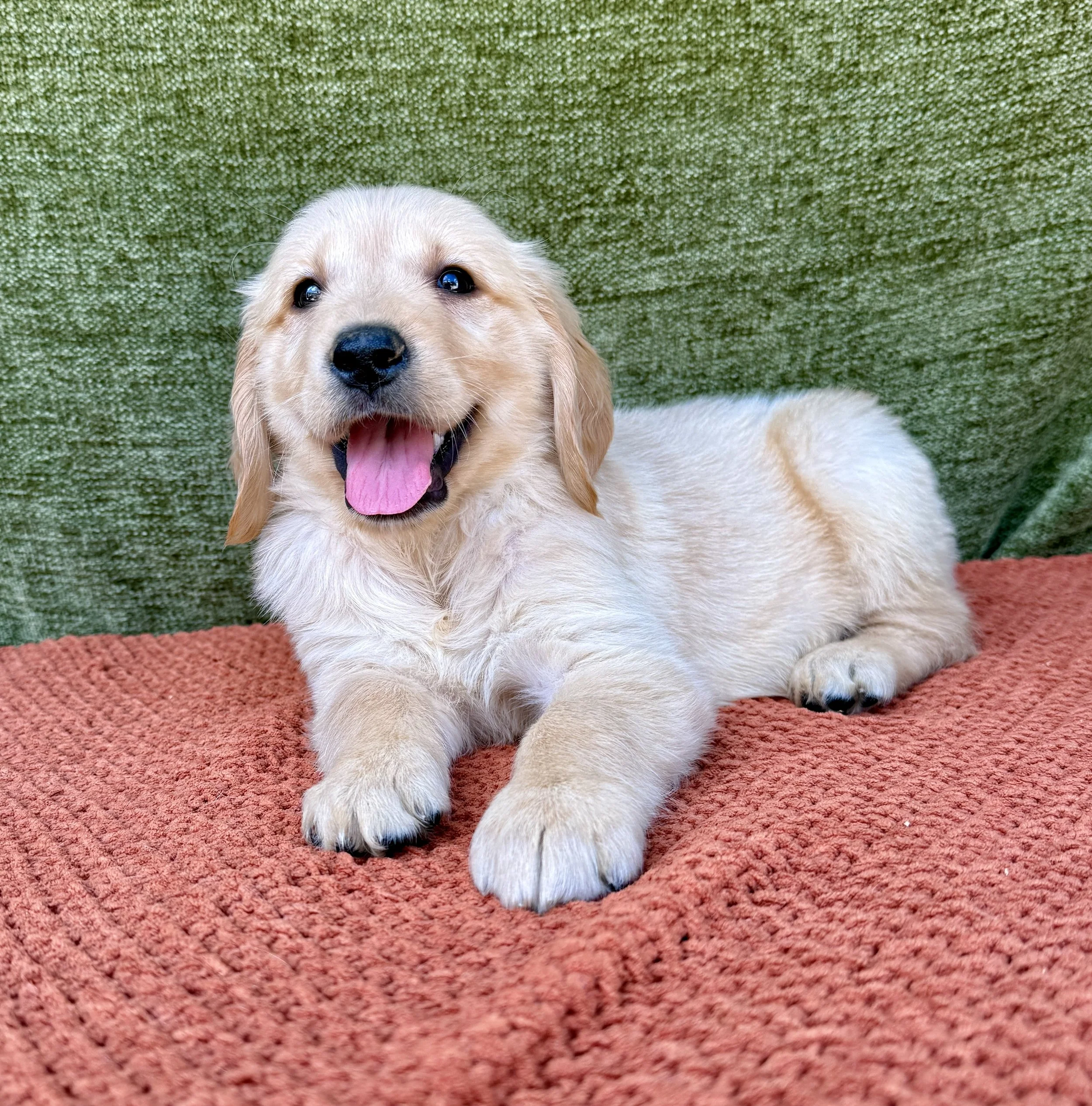 Lilly- Golden Retriever Female