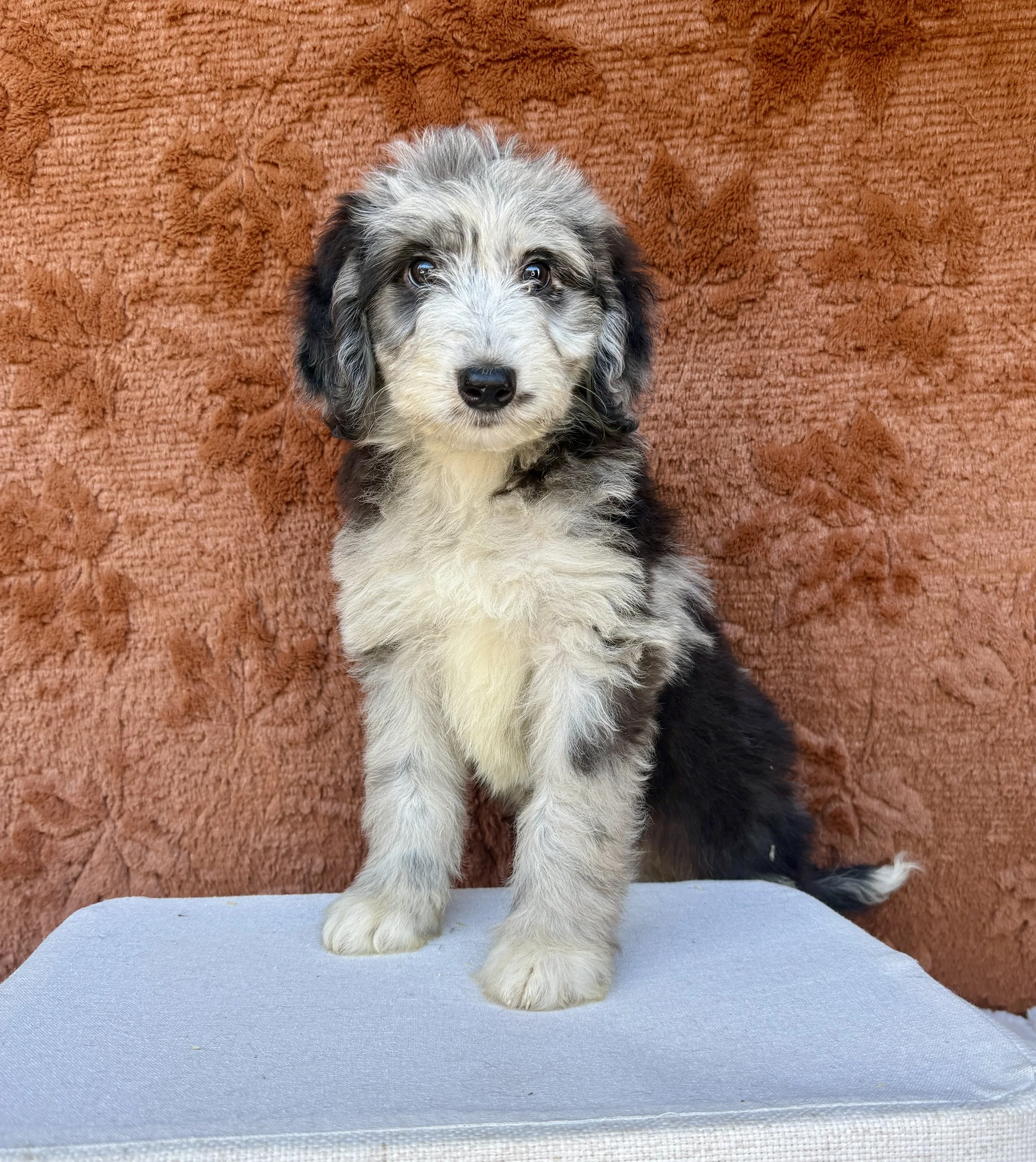 Abby- F1 Aussiedoodle Female