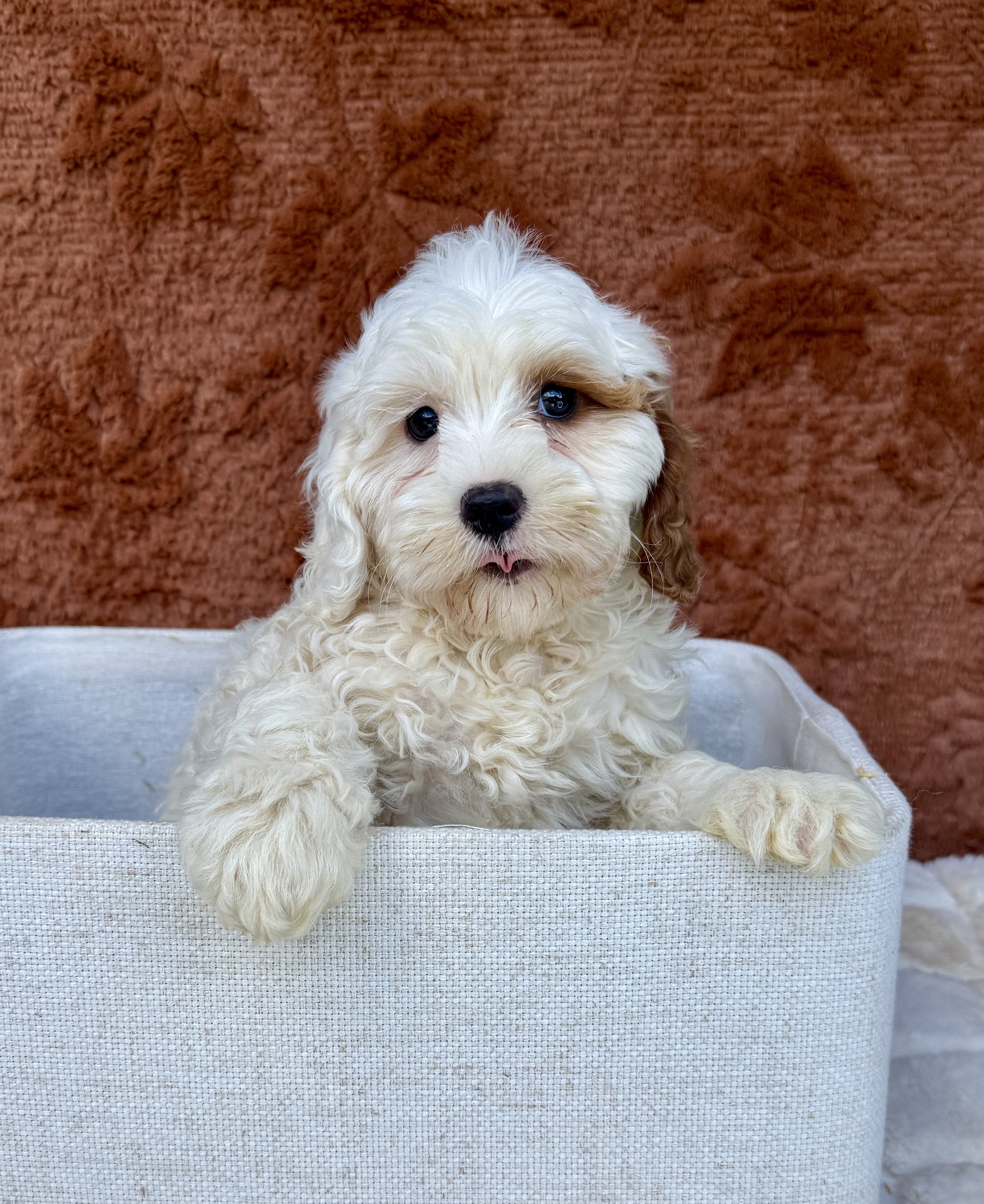 Kelly- Mini Goldendoodle Female