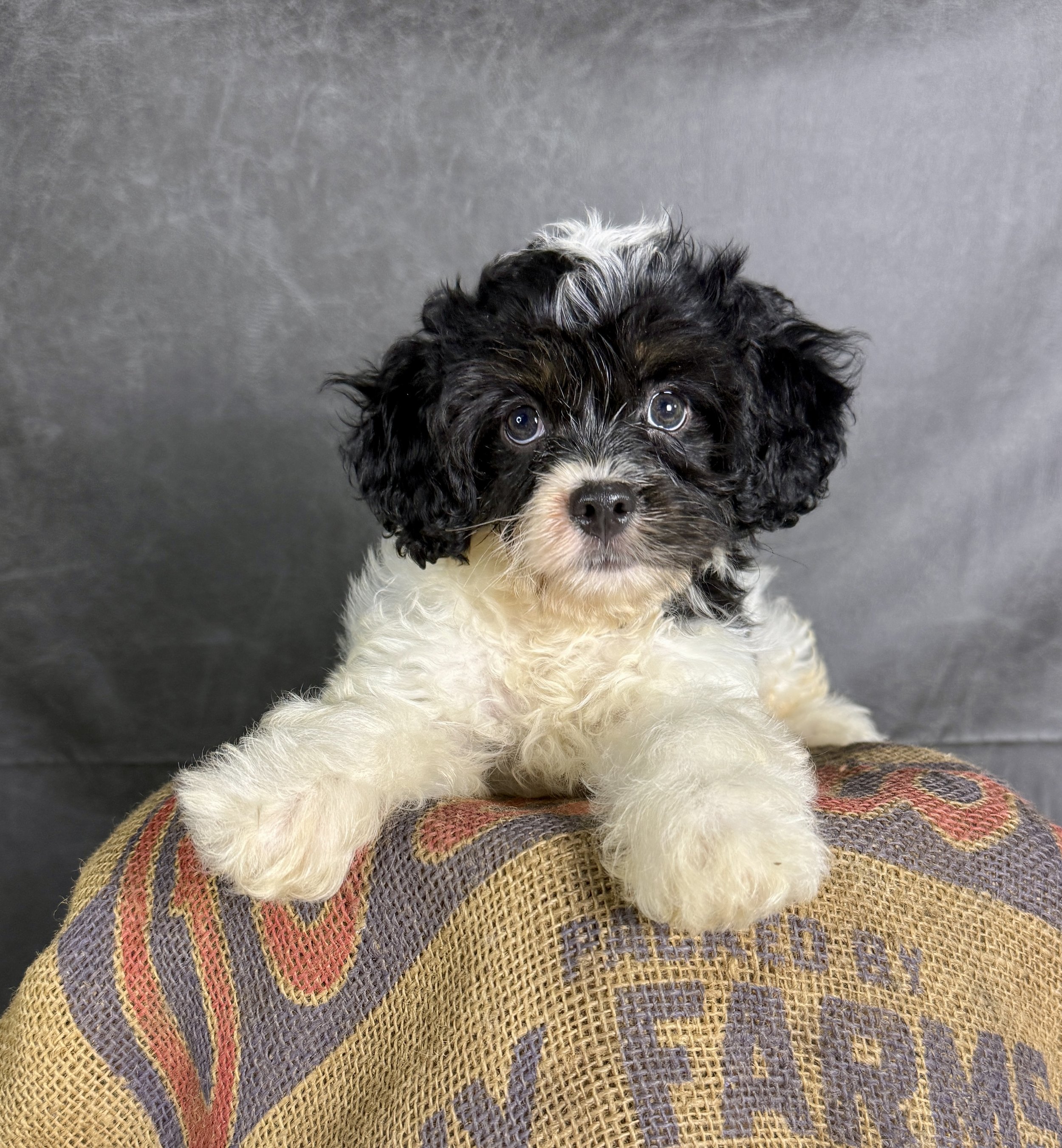 Patches- Cavapoo Male