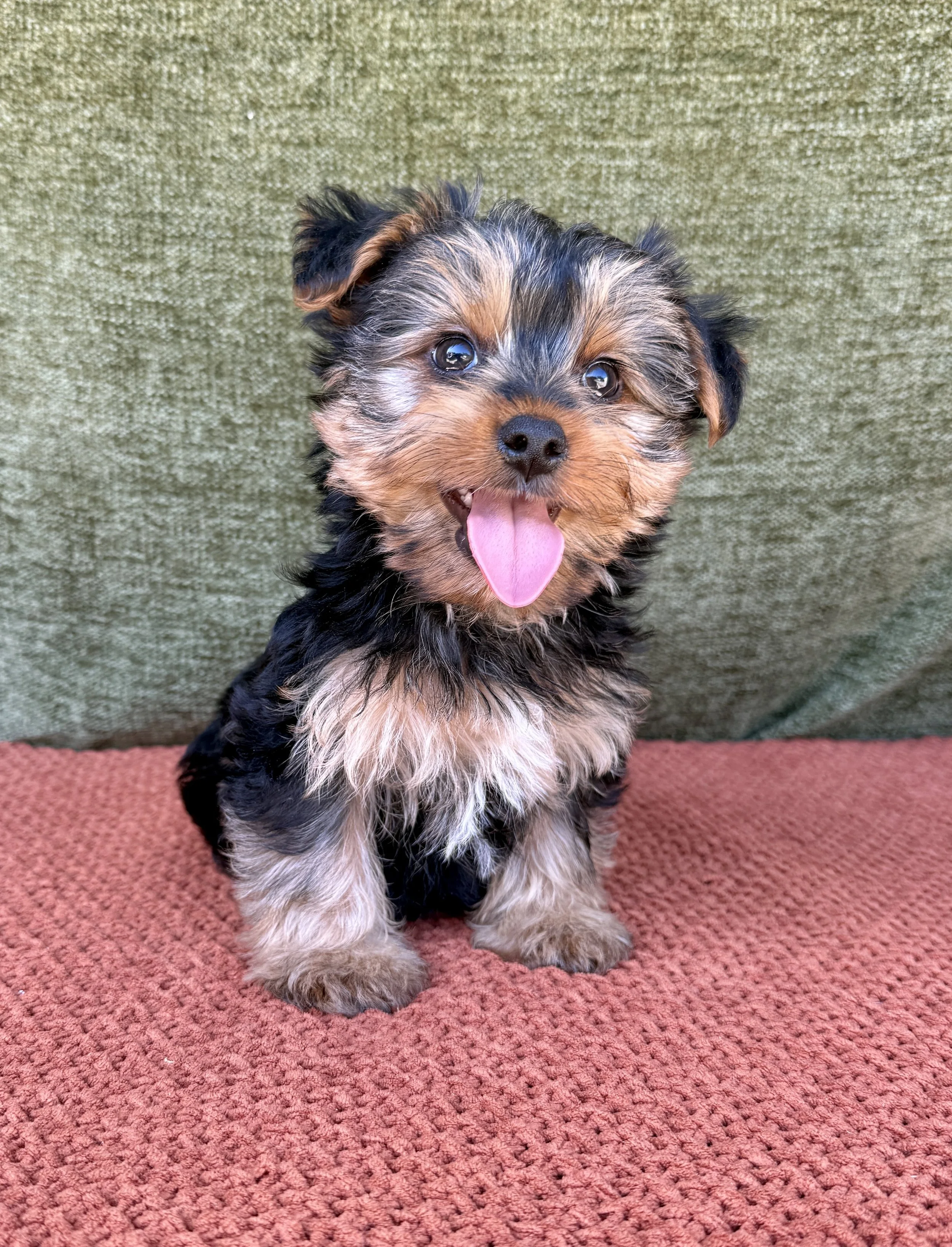 Lilly- Yorkie Female