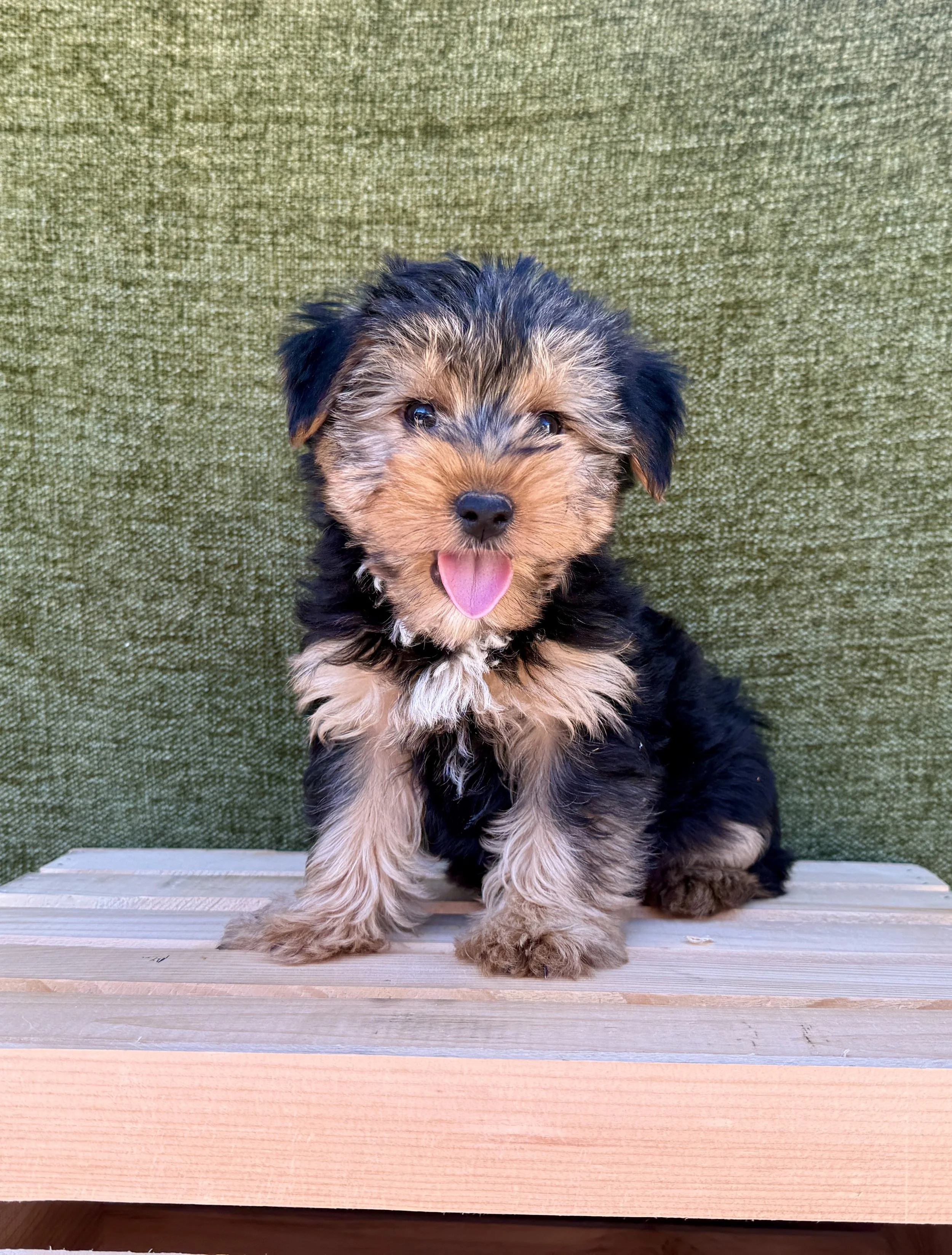 Buster- Yorkie Male