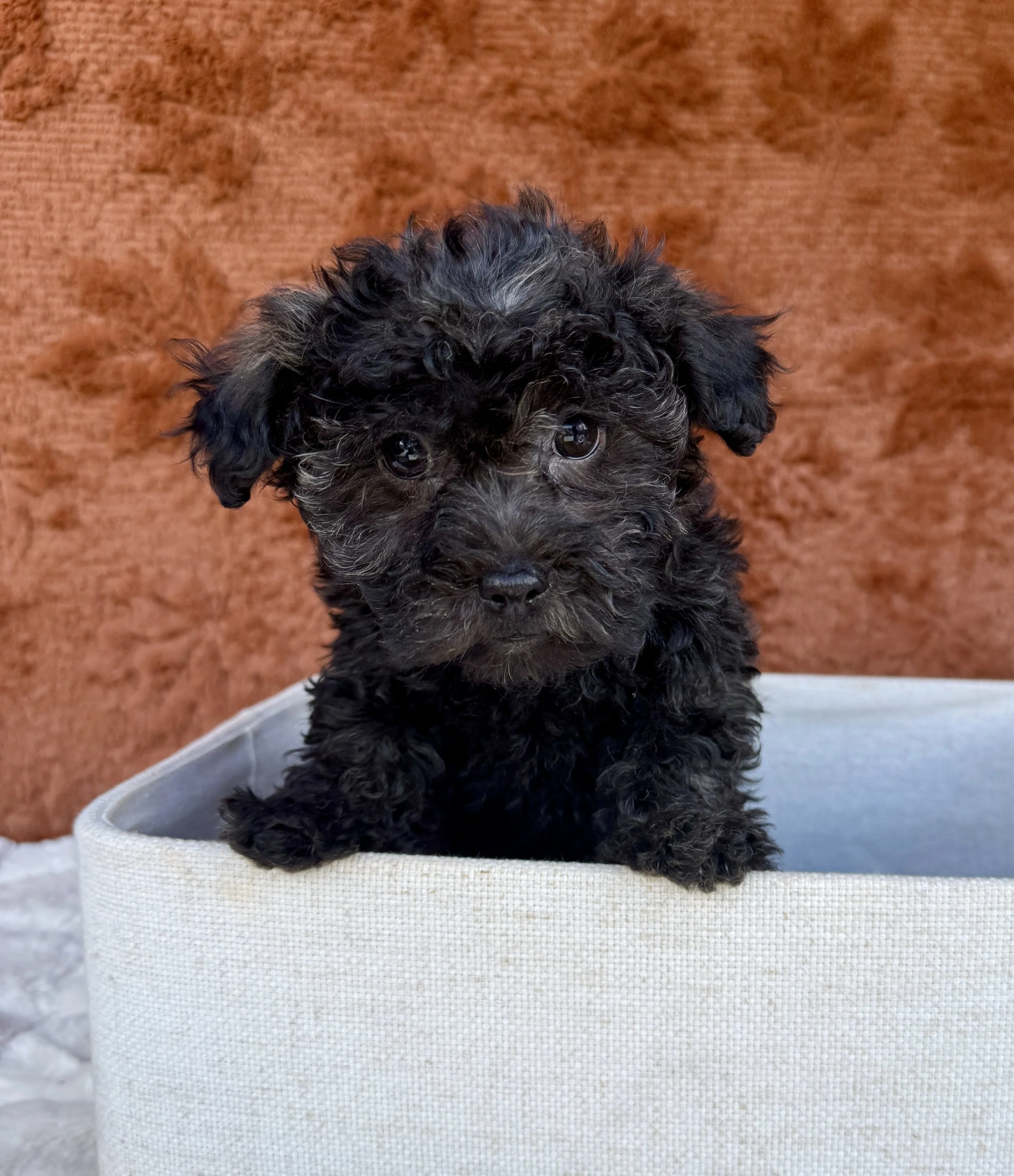 Petey- Cavapoo Male