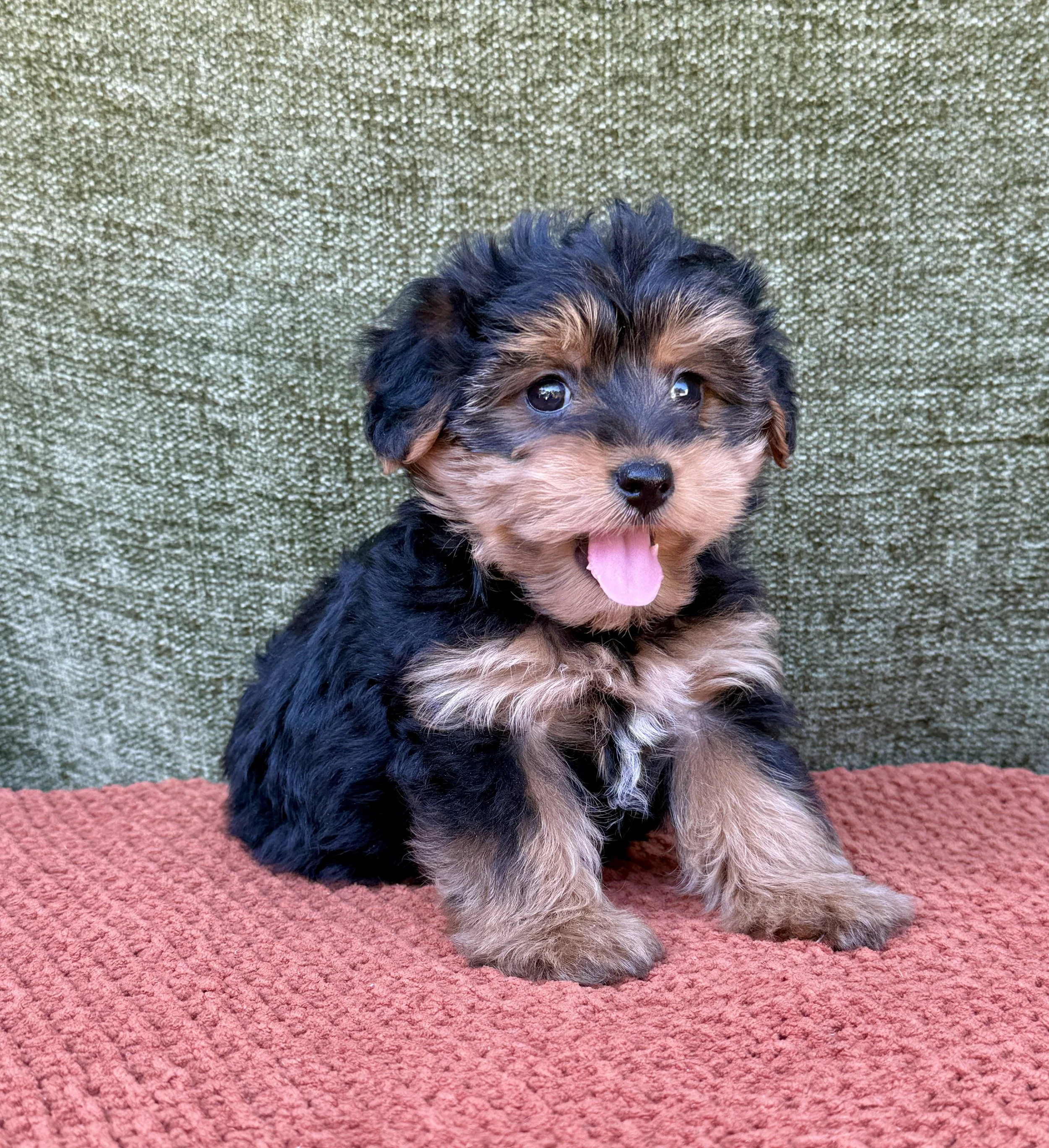 Layla - Yorkipoo Female