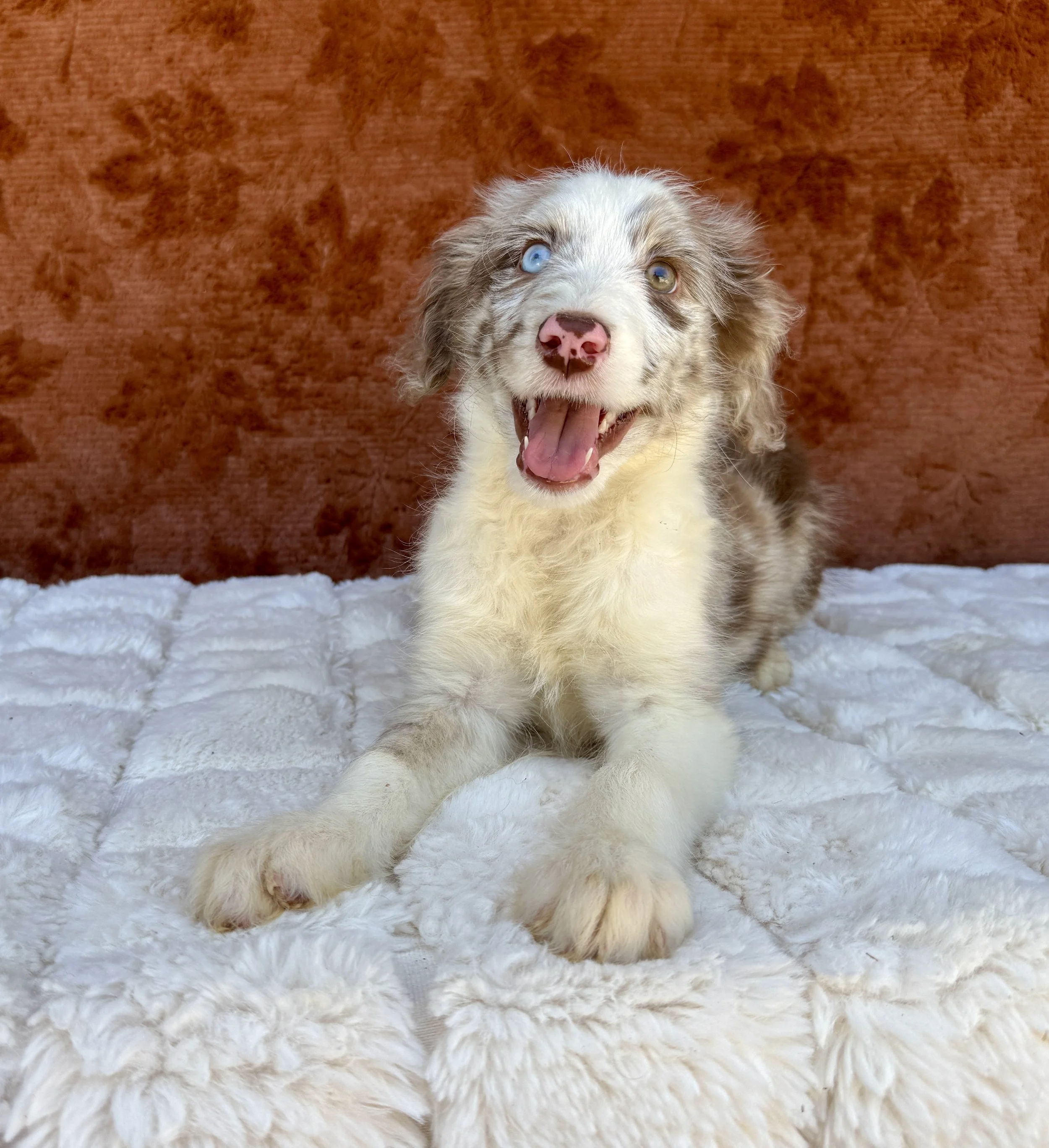 Sasha- F1 Aussiedoodle Female