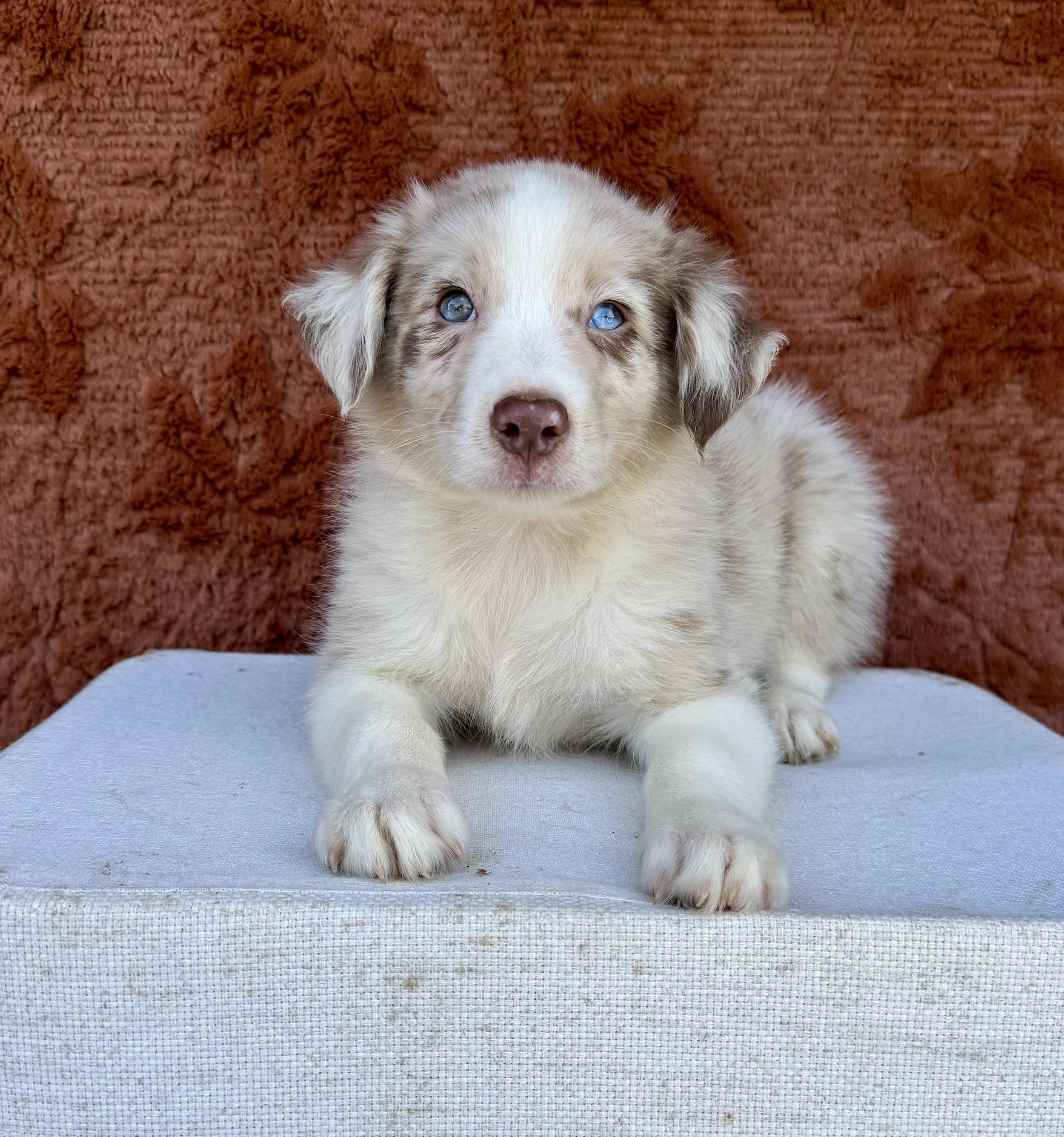 Skylar- Australian Shepherd Male