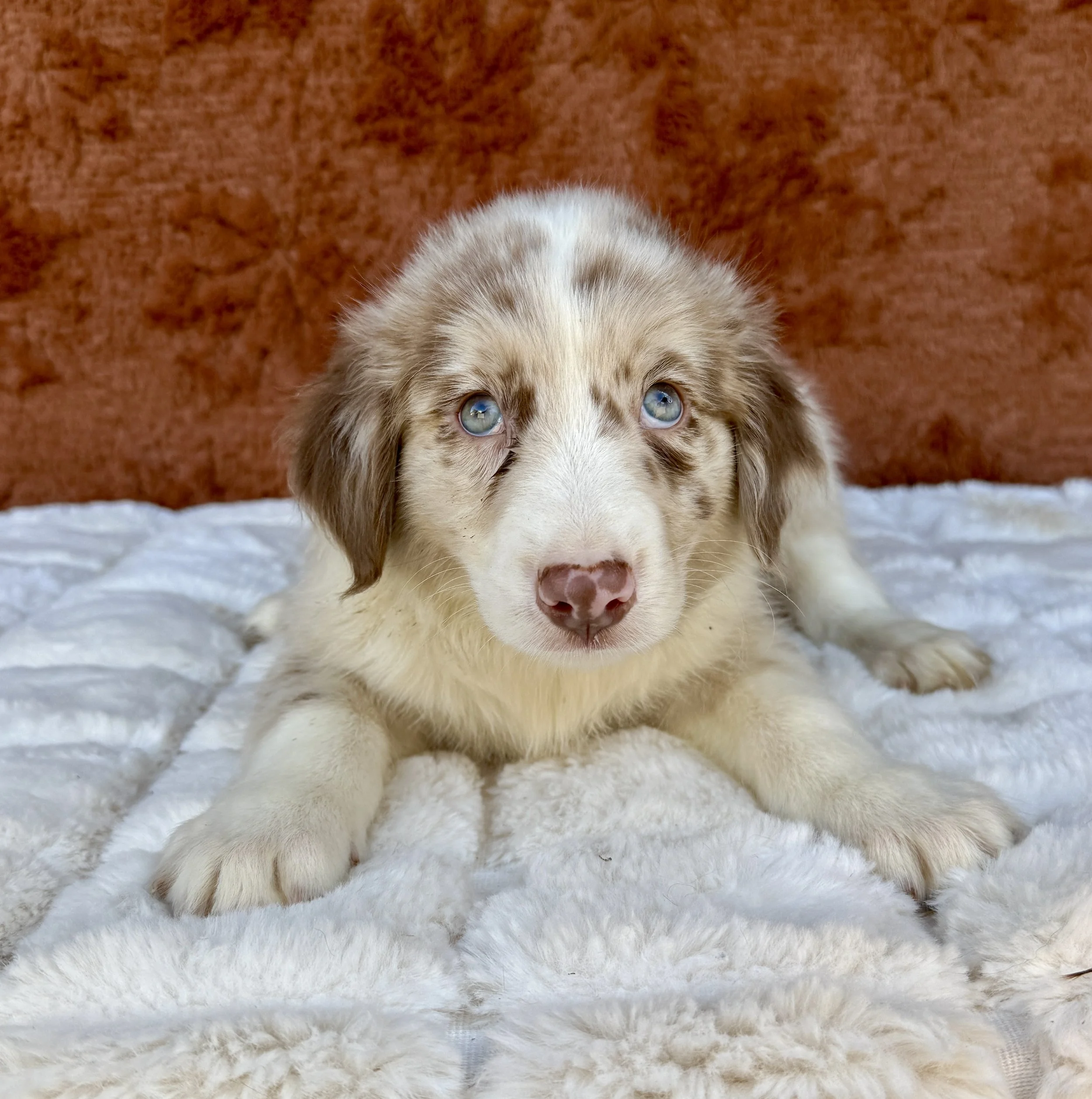 Redd- Australian Shepherd Male