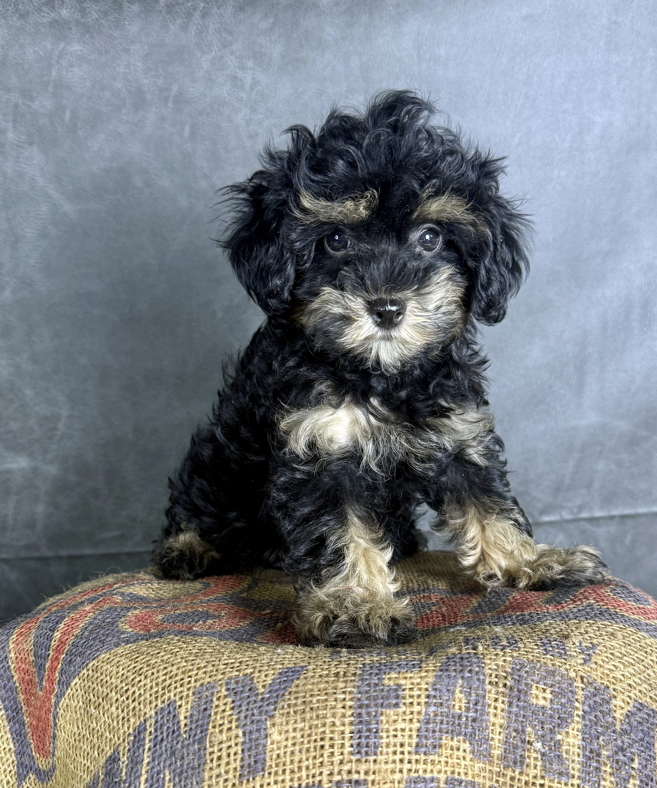 Scotch-Cavapoo Male