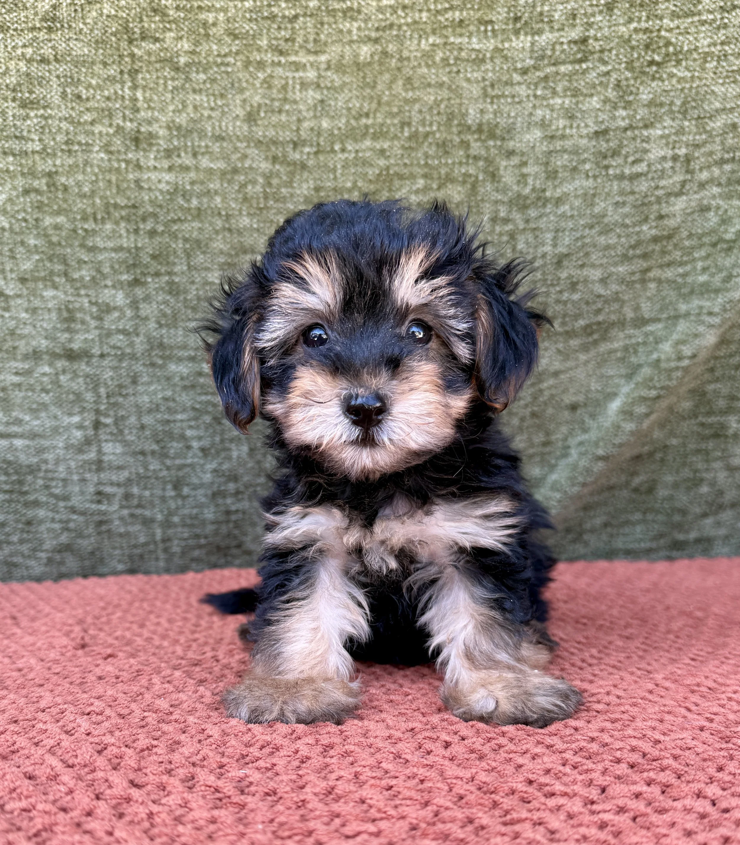 Max- Yorkipoo Male