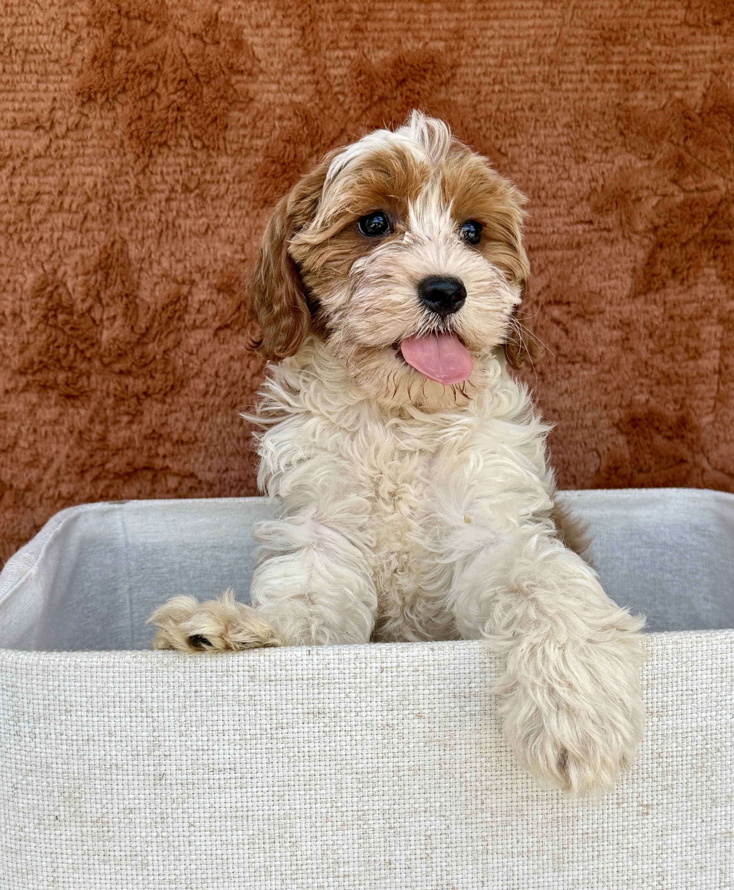 Gabby- Mini Goldendoodle Female