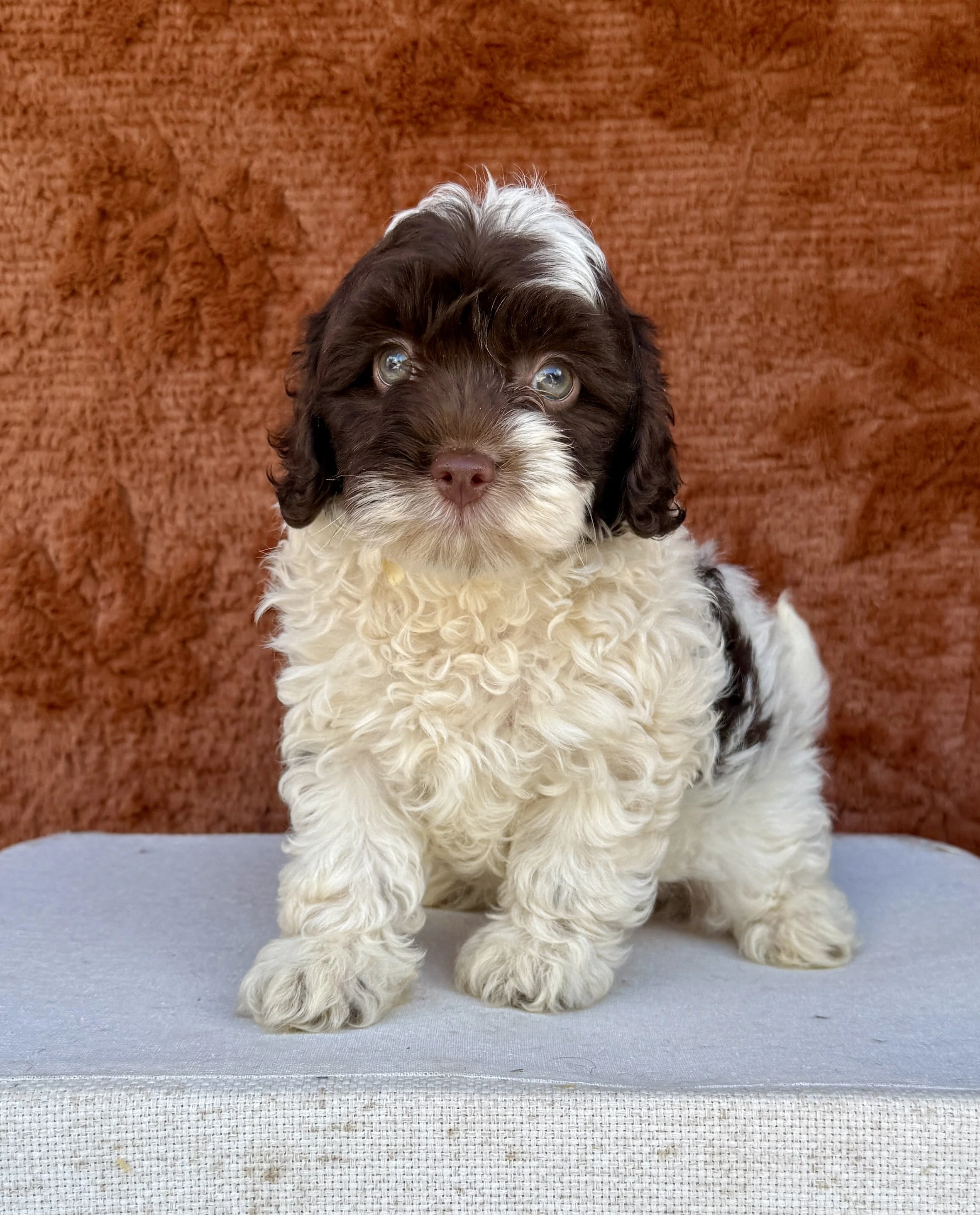 Baby- Cavapoo Female