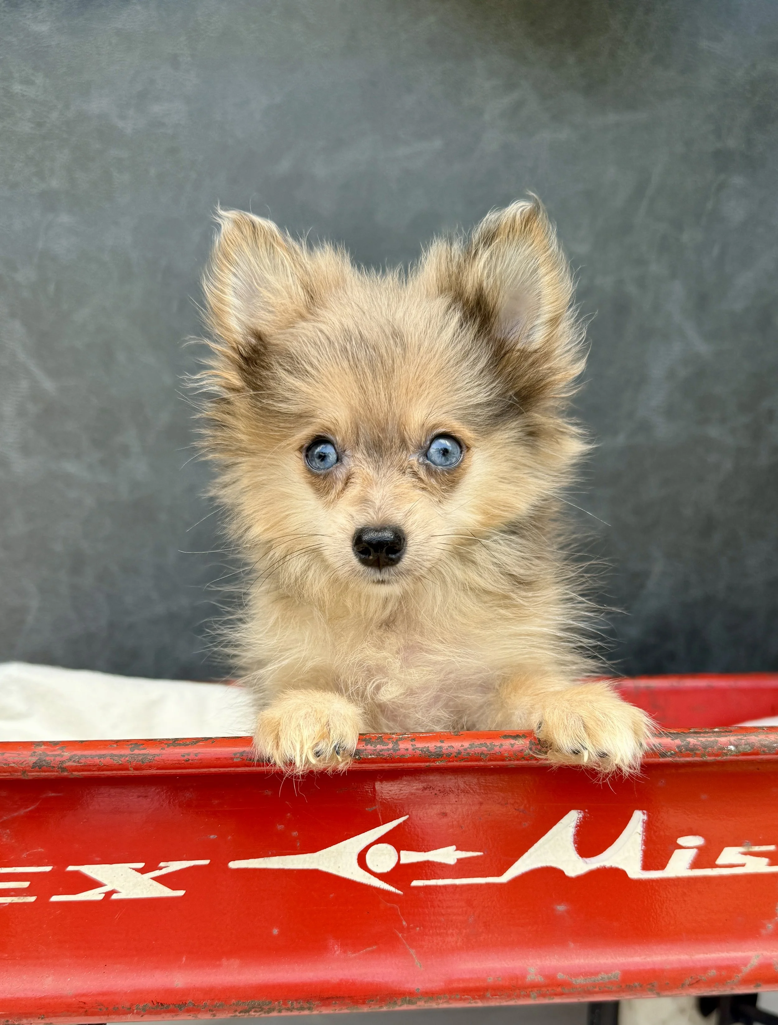 Melody- Pomeranian Female