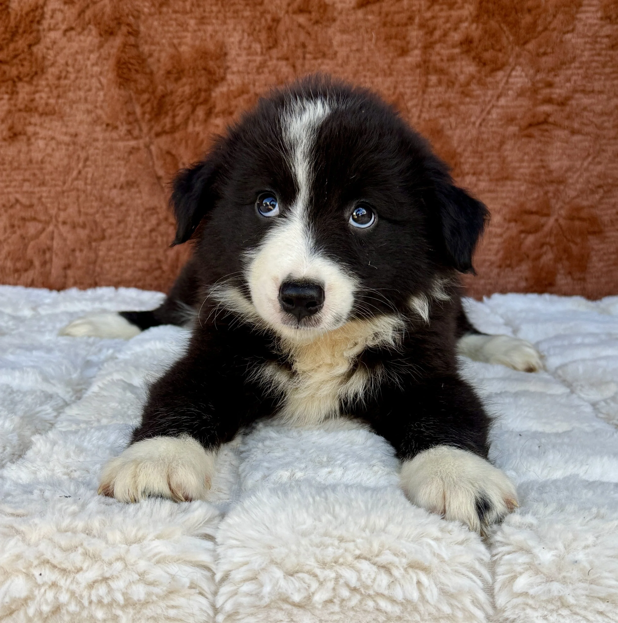 Panda- Australian Shepherd Female