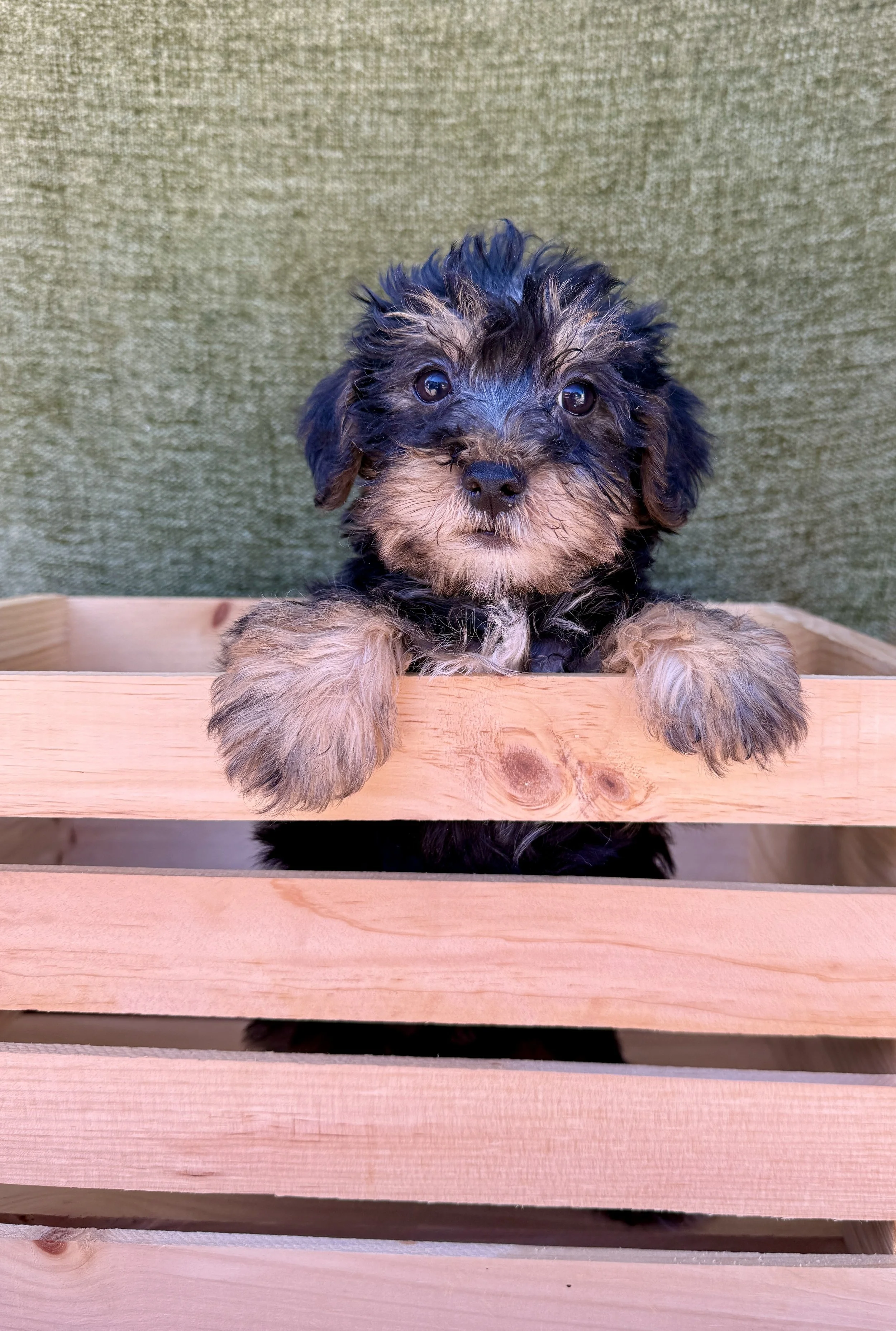 Scotty- Yorkie Male