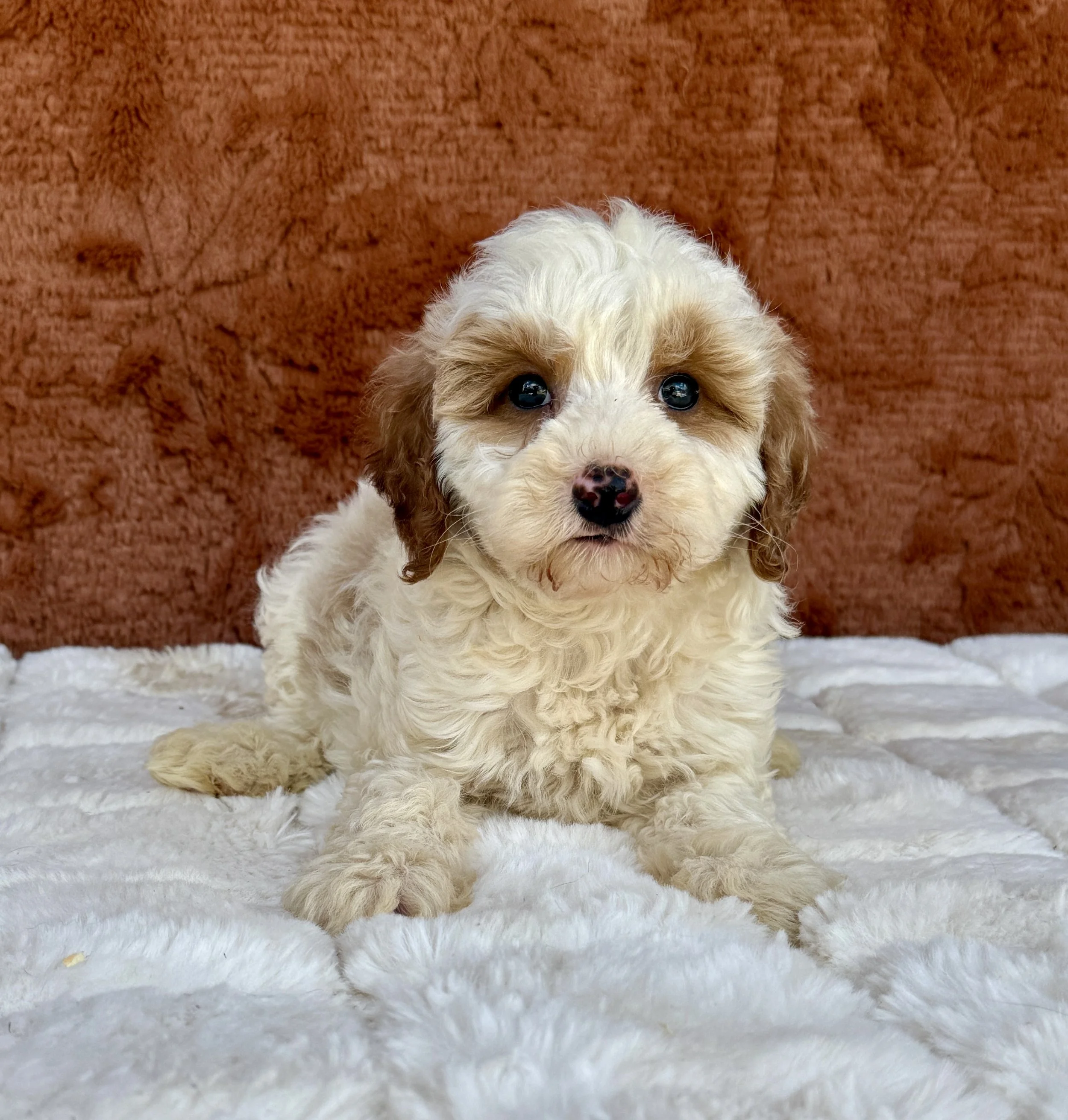 Mya- Mini Goldendoodle Female