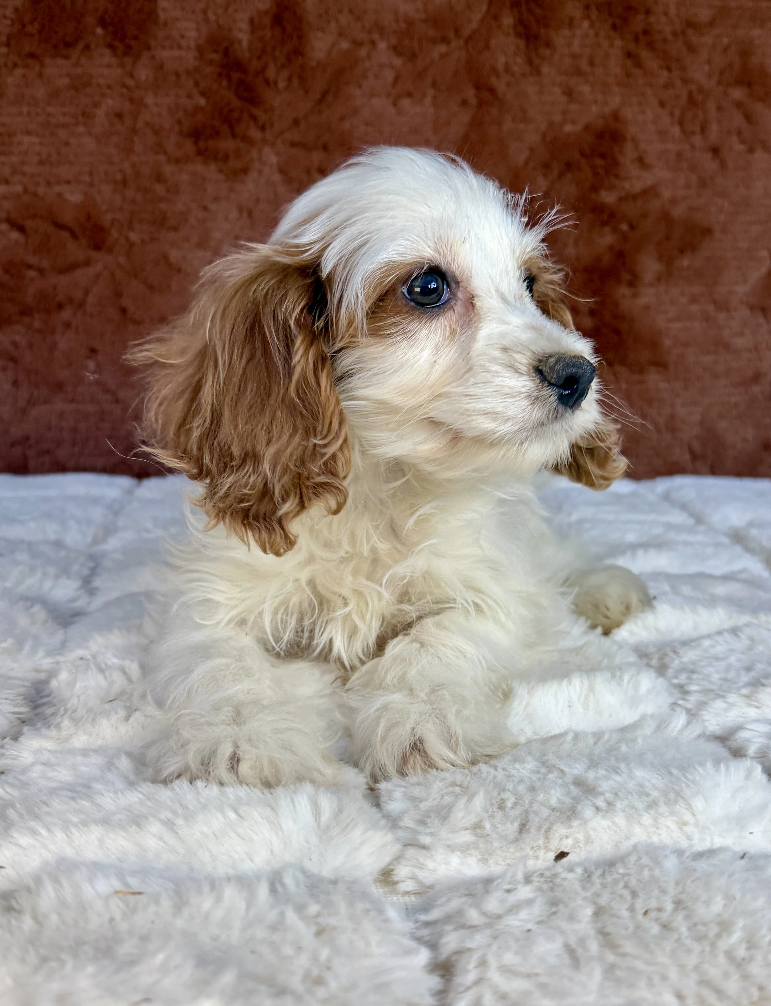 Gracie- Cockapoo Female