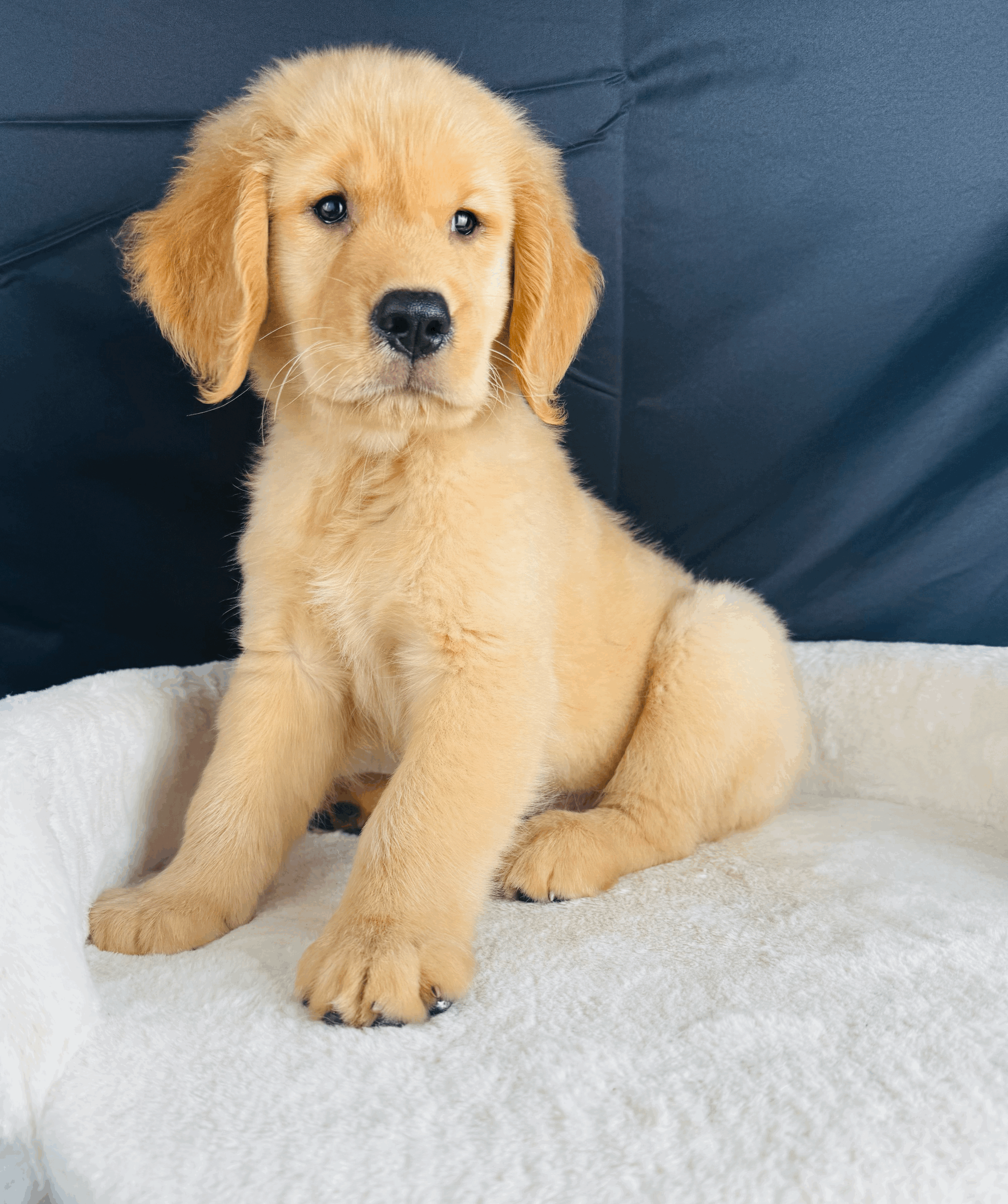 tempImagedIIeKS.gif