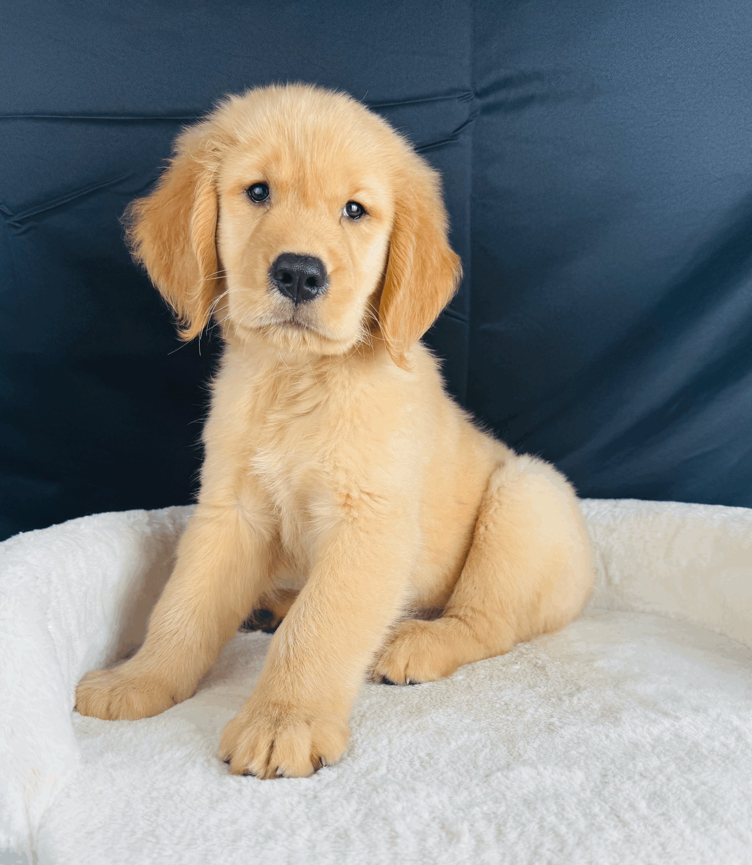tempImageWvs8cG.gif