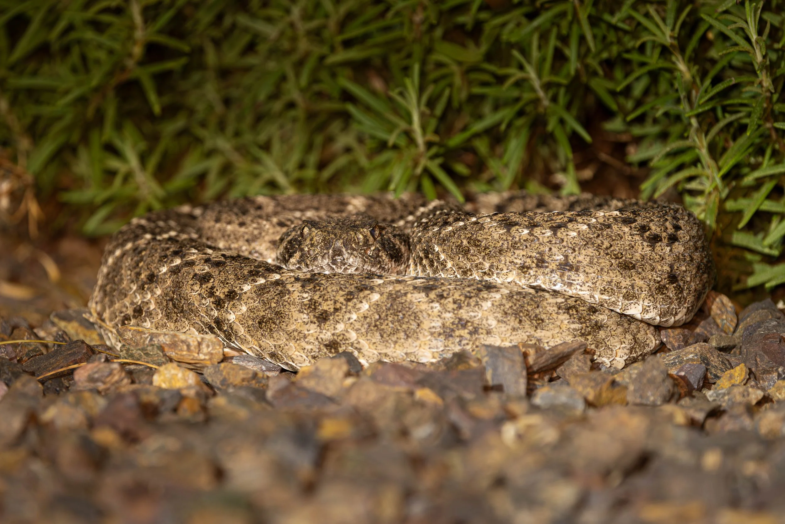 A western Diamondback Rattlesnake at Night