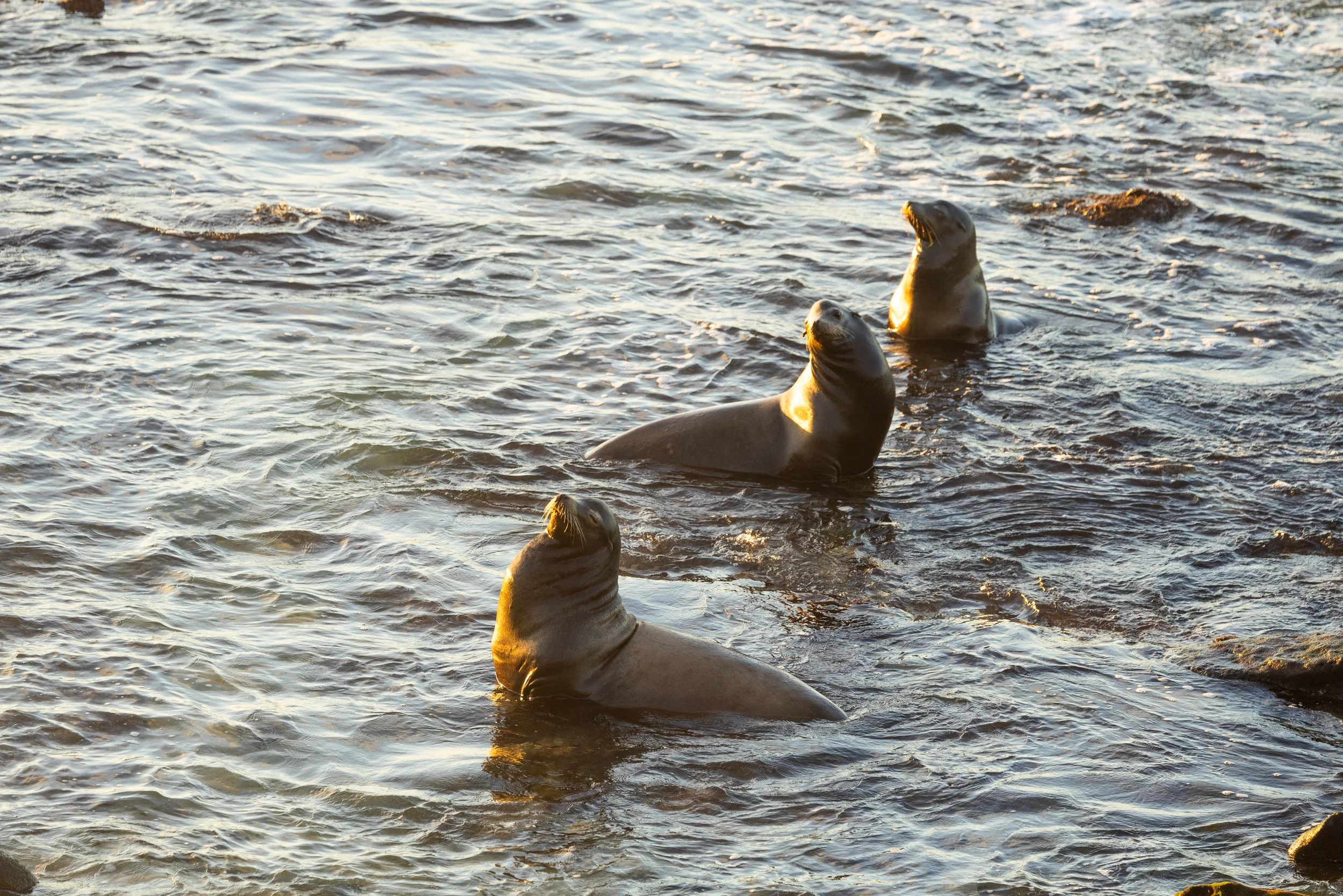 Photographing Sea Lions at the La Jolla Rookery