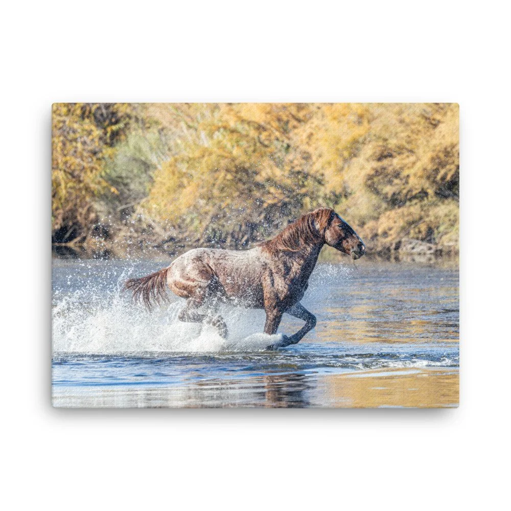 Wild Horse Running Through Water | Salt River Arizona Canvas Print