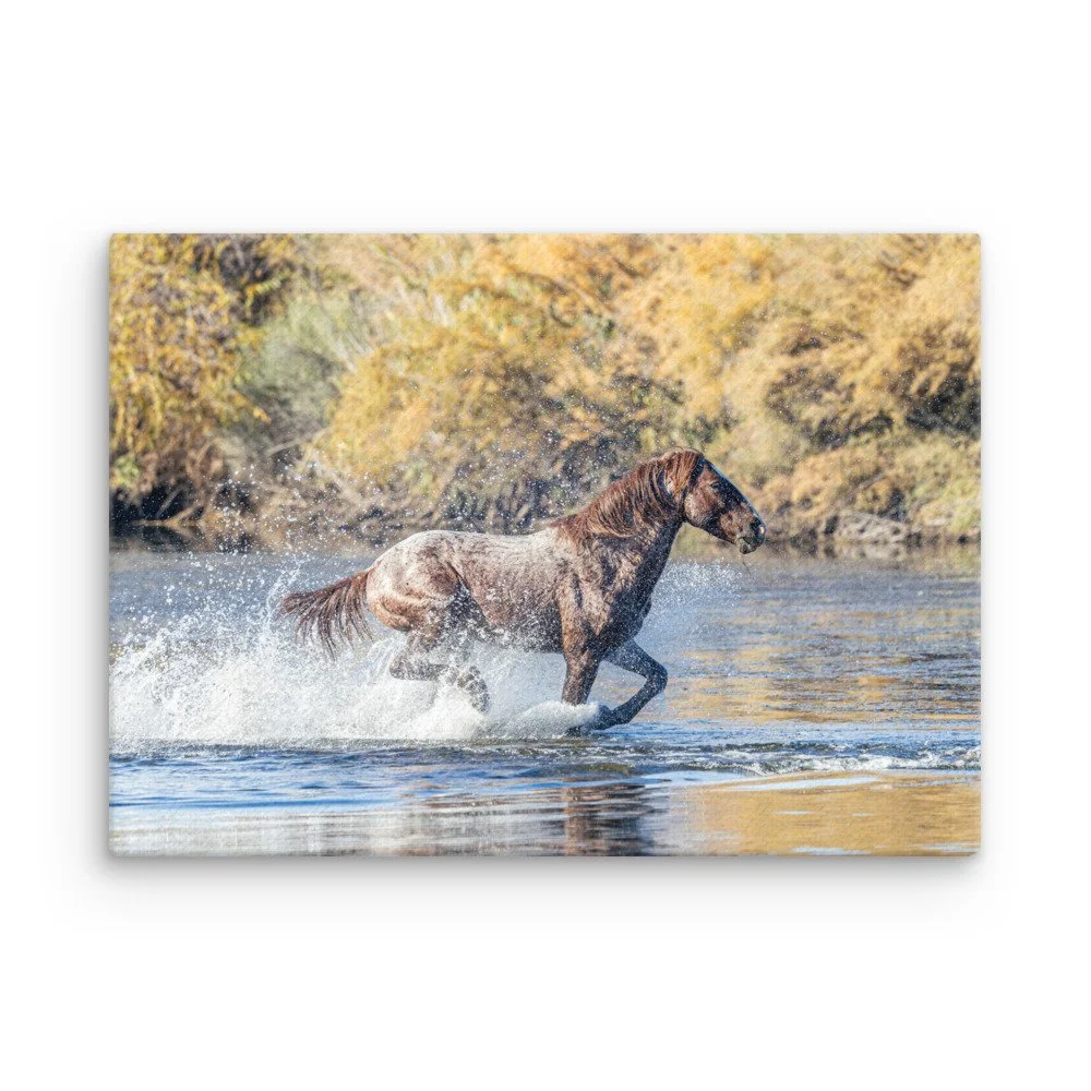 Wild Horse Running Through Water | Salt River Arizona Canvas Print