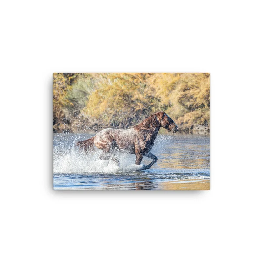 Wild Horse Running Through Water | Salt River Arizona Canvas Print