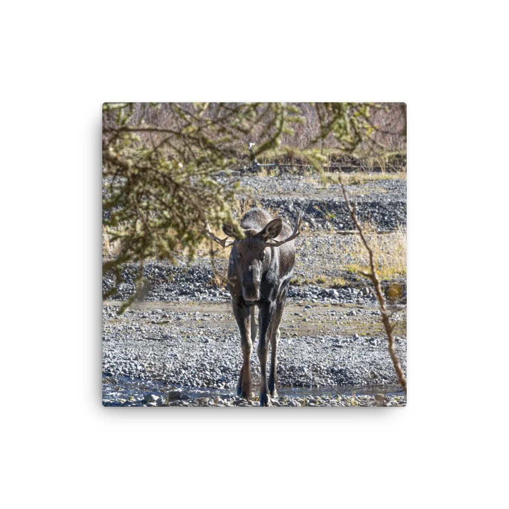 Yellowstone Bull Moose Photo | Wildlife Photography Prints