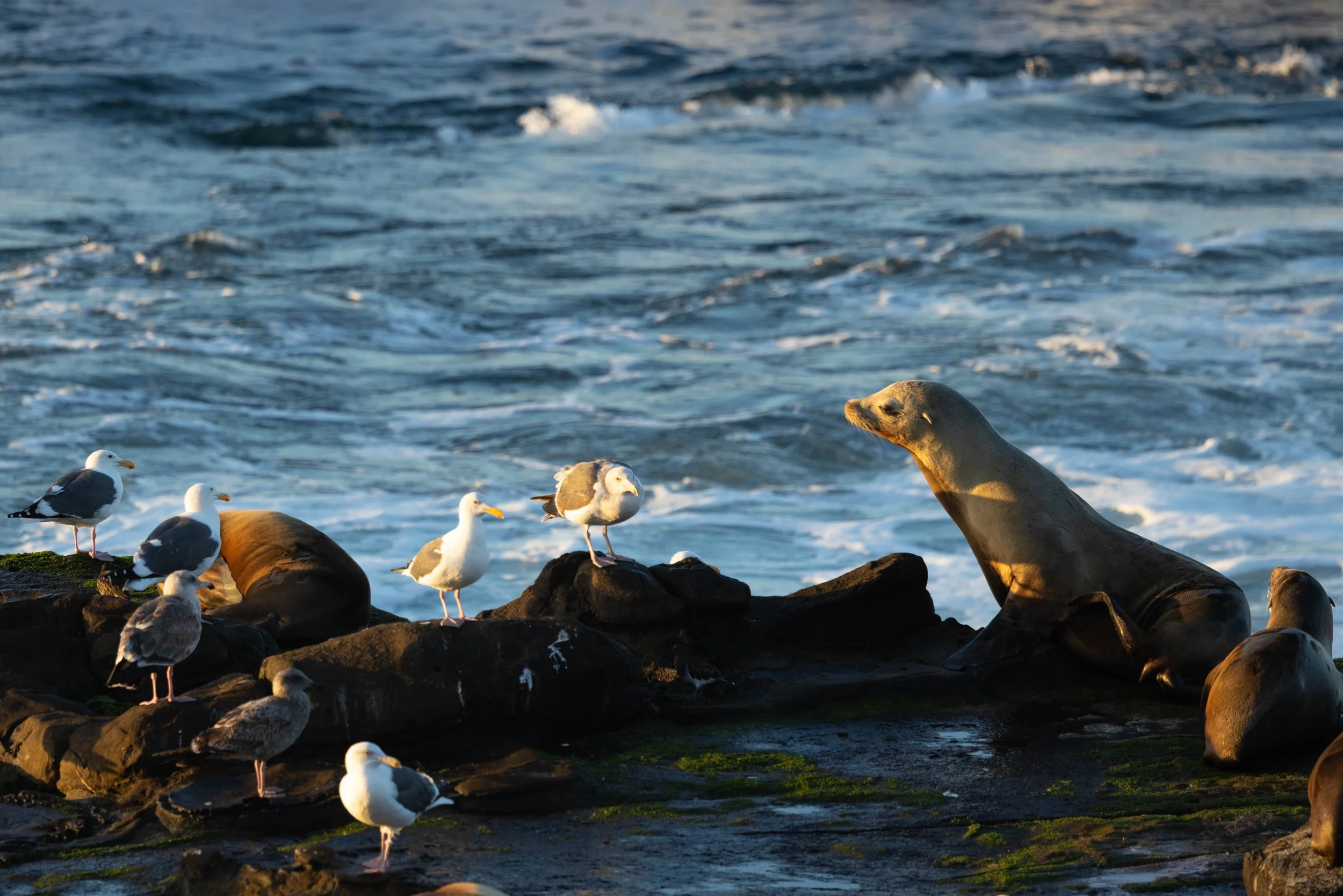 Sea lion resting on coastal rocks at the La Jolla Sea Lion Rookery photographed at sunset in November with soft side lighting