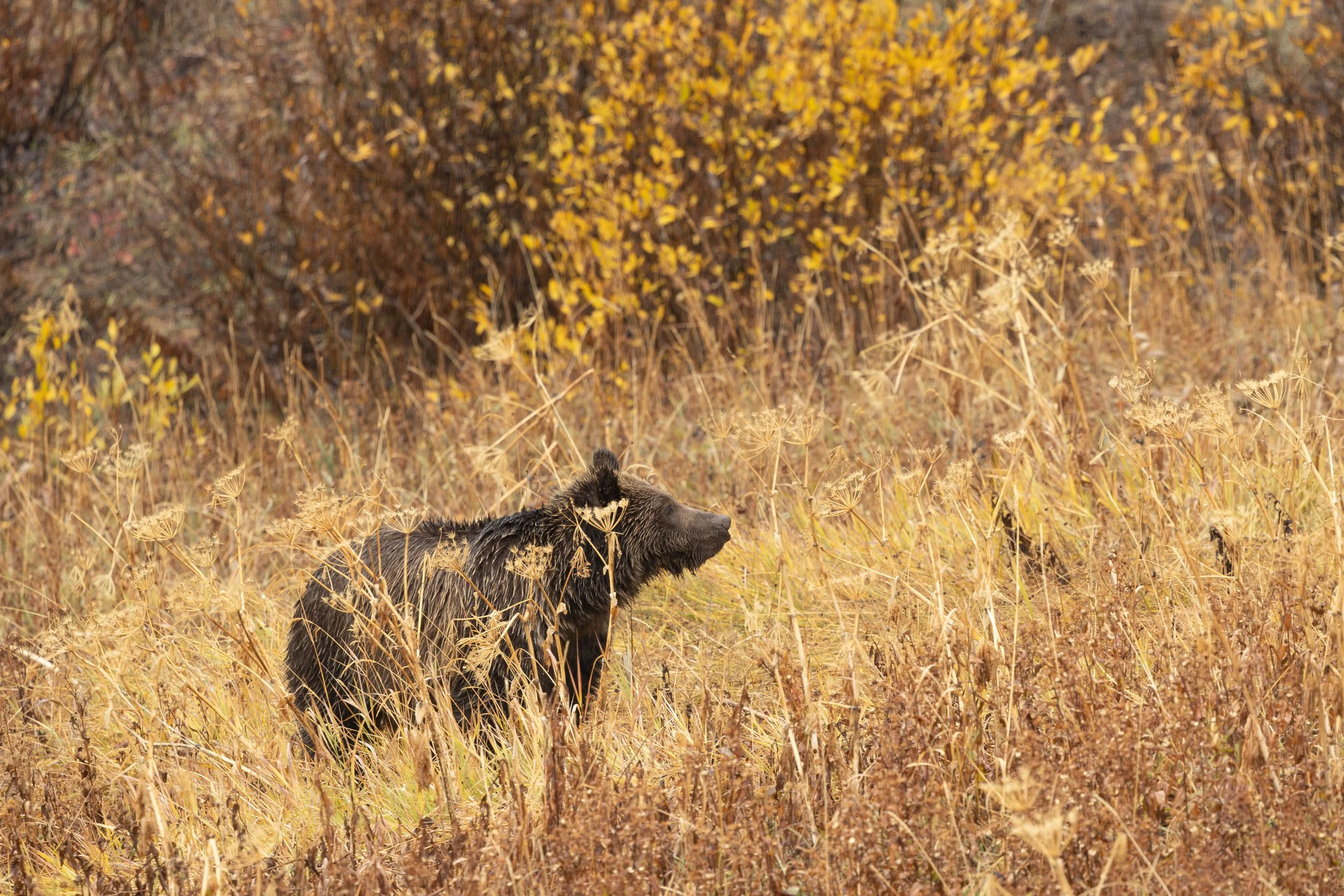 A grizzly bear walking through tall autumn grasses in Yellowstone National Park, partially camouflaged against golden vegetation.