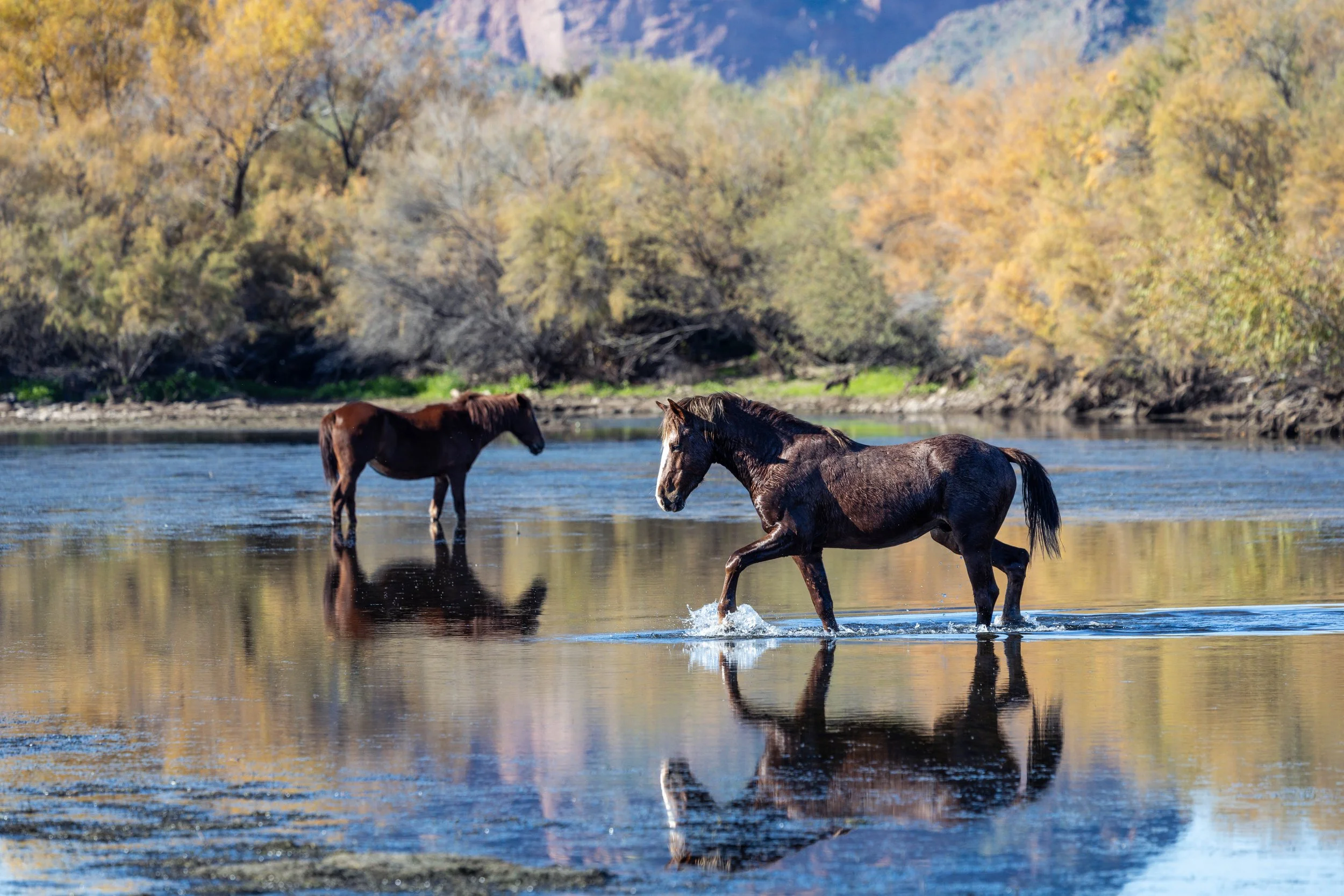 Two wild horses in the Salt River in Arizona, one standing still and the other splashing forward, with colorful desert trees reflecting in the water
