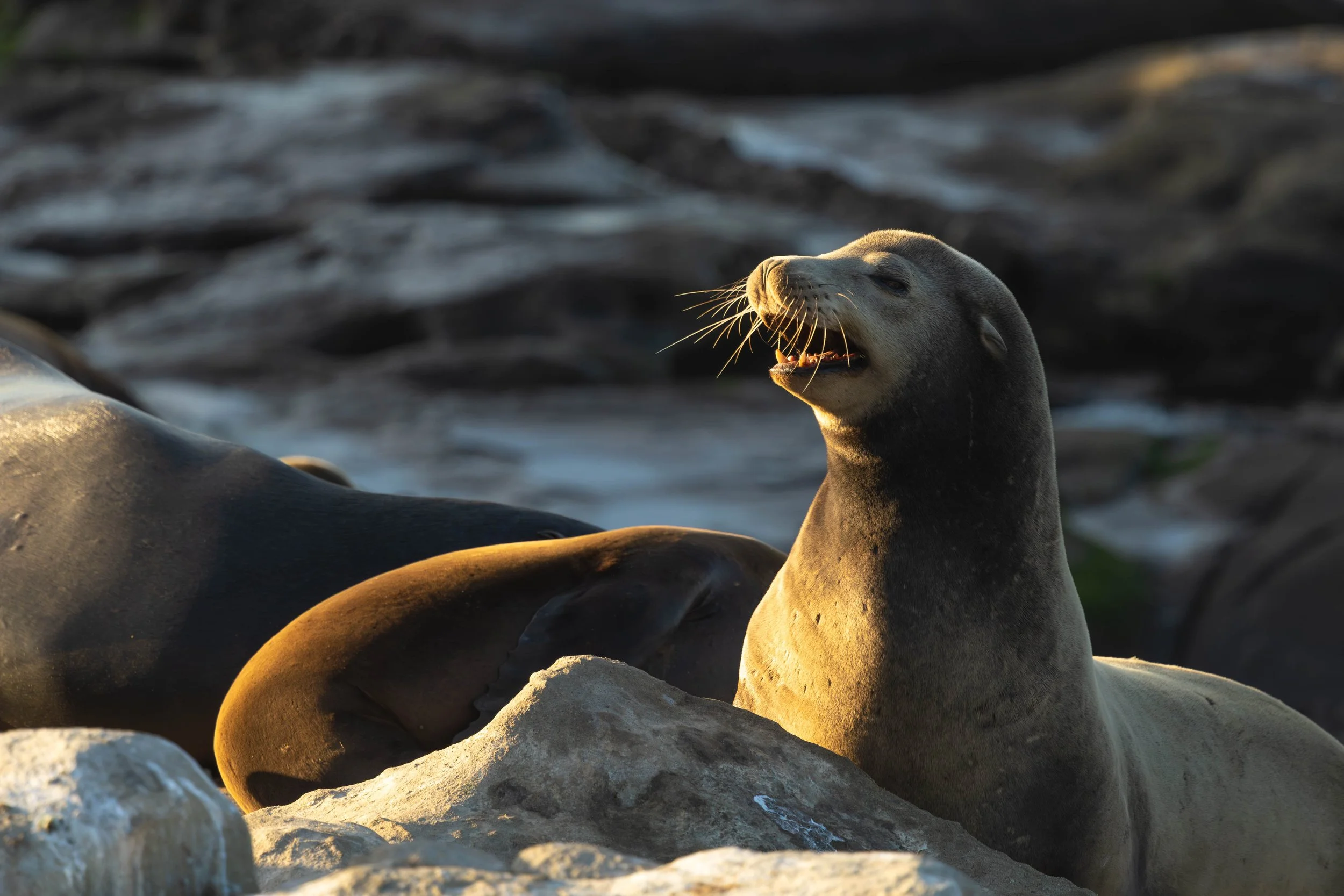 Sea lion calling out while resting on coastal rocks at the La Jolla Sea Lion Rookery, photographed in November at sunset with warm golden side lighting