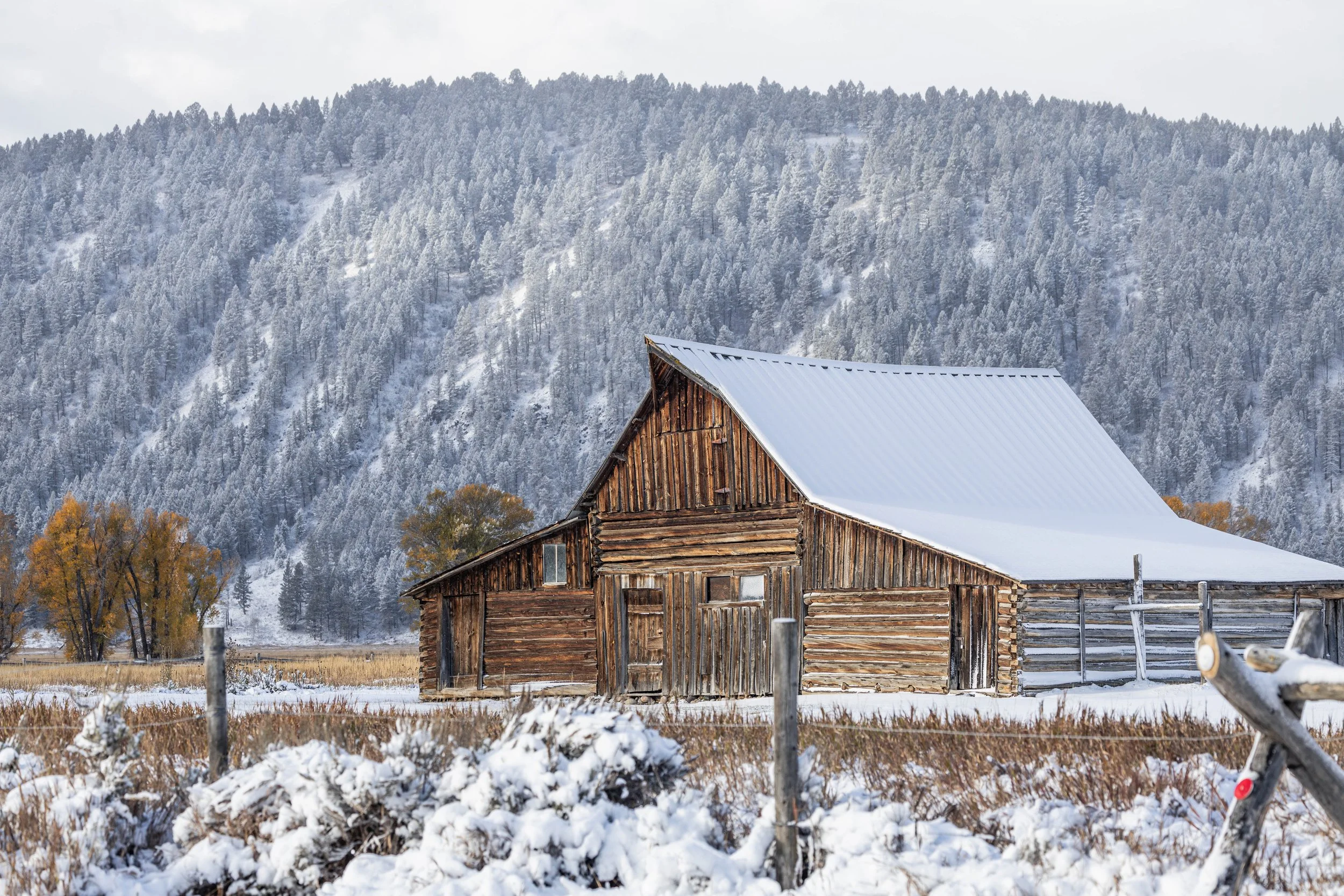 Historic wooden barn covered in fresh snow with frost-covered pines and autumn trees in Grand Teton National Park.