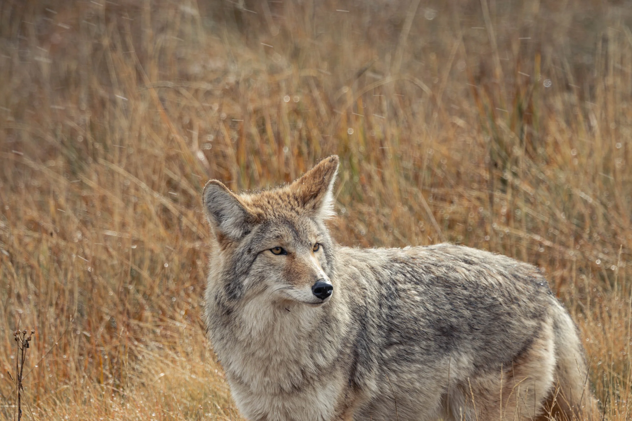 Coyote standing in golden autumn grass in Grand Teton National Park, wildlife photography showcasing detailed fur texture and soft natural light.”