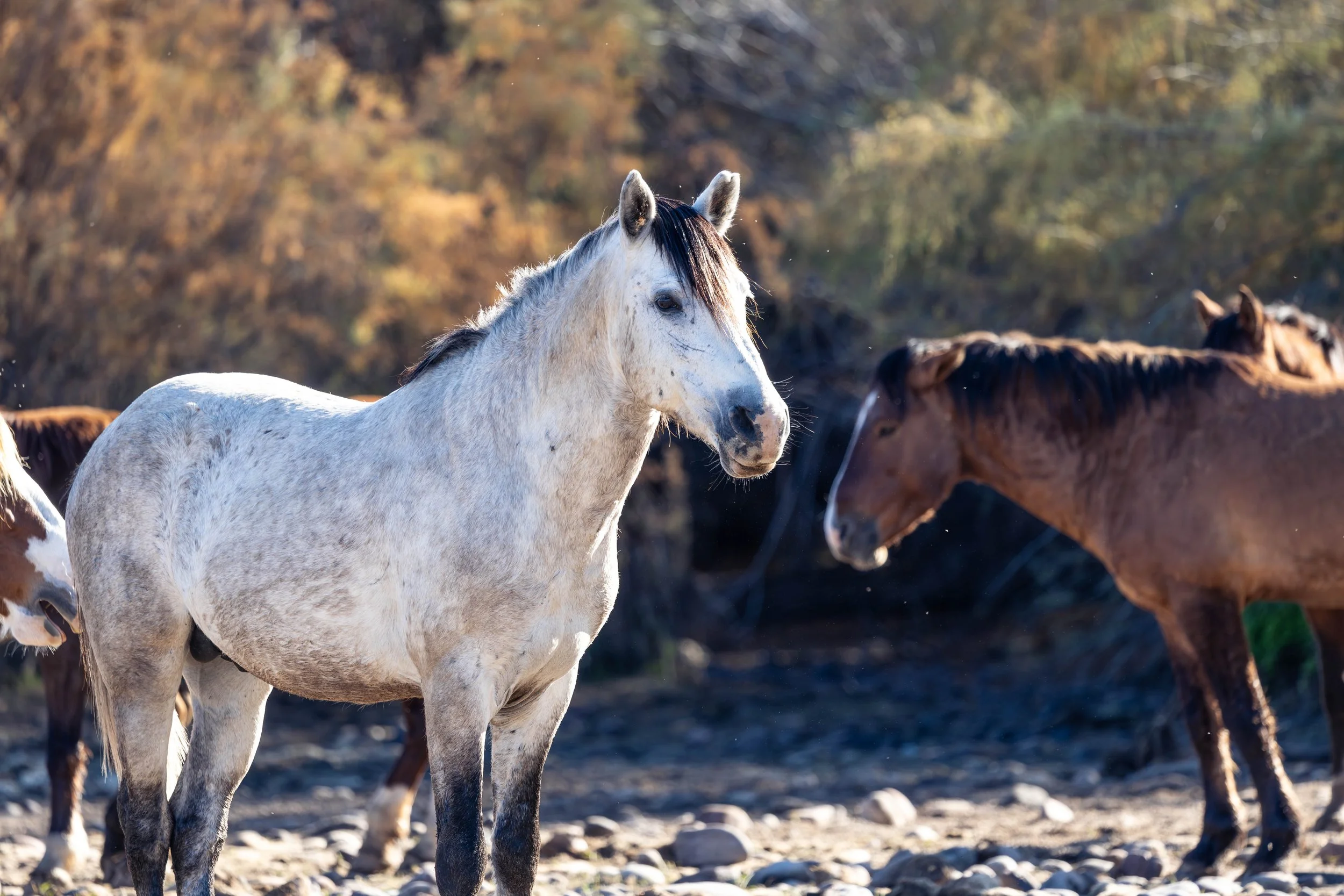ild Salt River horse standing in desert sunlight with other horses in the background in Arizona