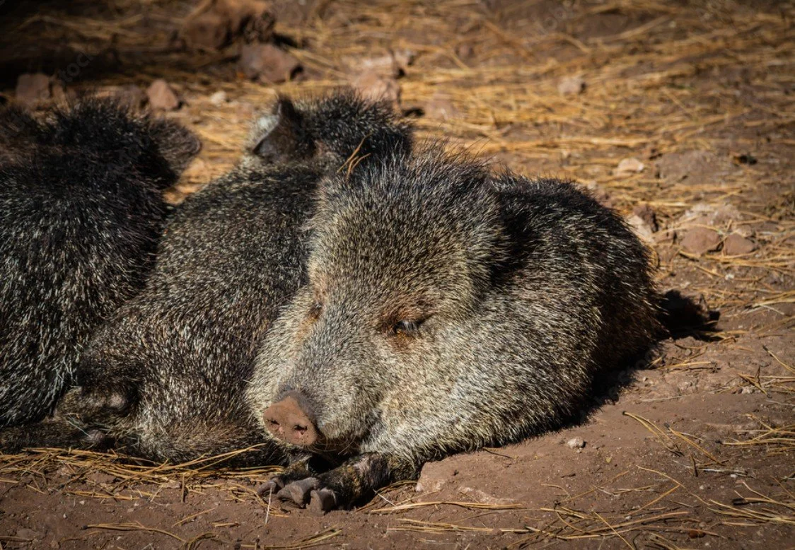 Close-up of a resting javelina lying on the ground in warm sunlight, detailed wildlife photo from Arizona featured as a top-selling stock image.