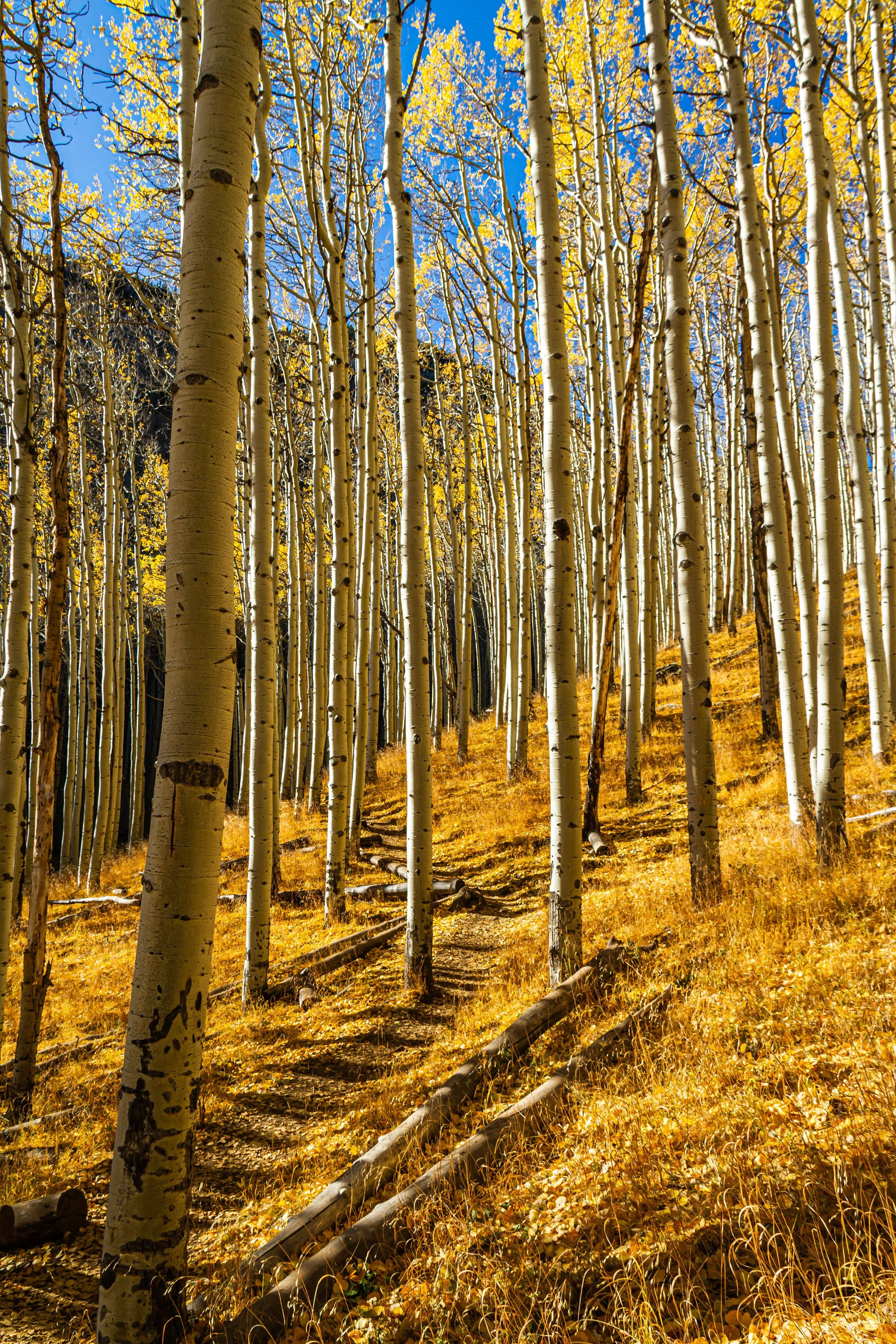 Inner Fall Fall Photography in Arizona’s Inner Basin | San Francisco Peaks Tip ...