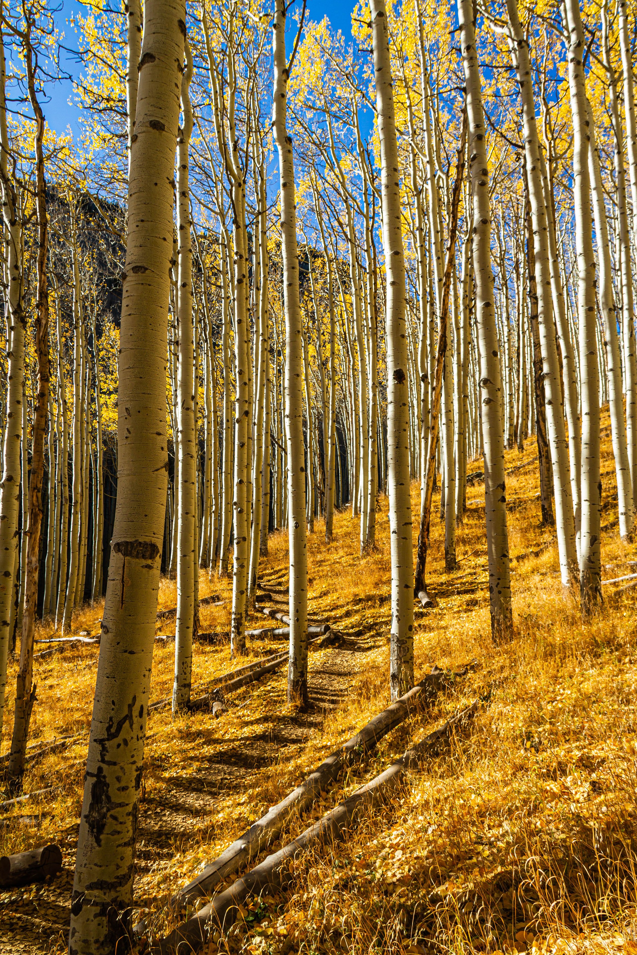 Fall Photography in Arizona’s Inner Basin | San Francisco Peaks Tip ...