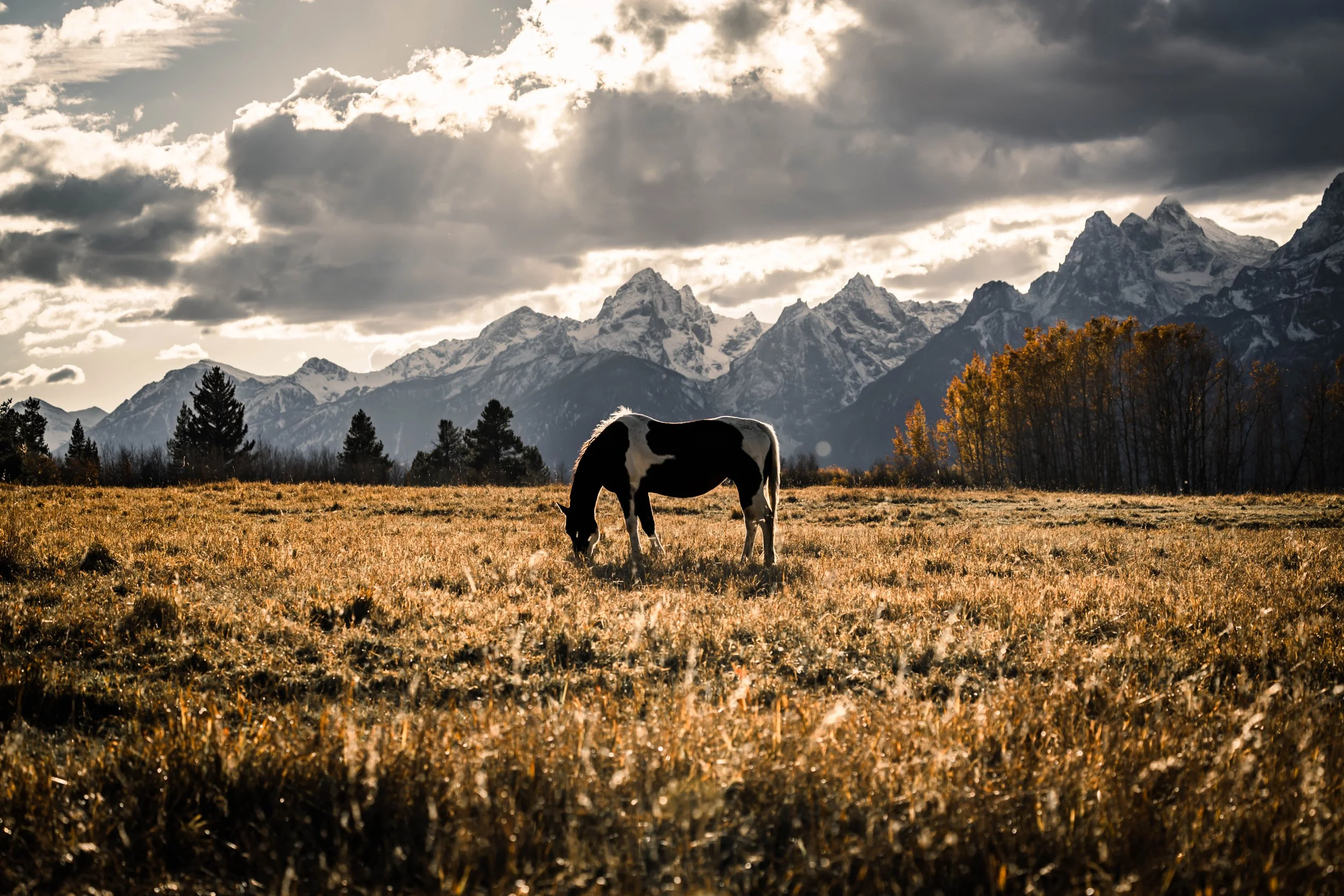 Horse grazing in a golden field at sunset with the Teton Mountains in the background, dramatic clouds and warm autumn light — example of Lightroom preset editing.