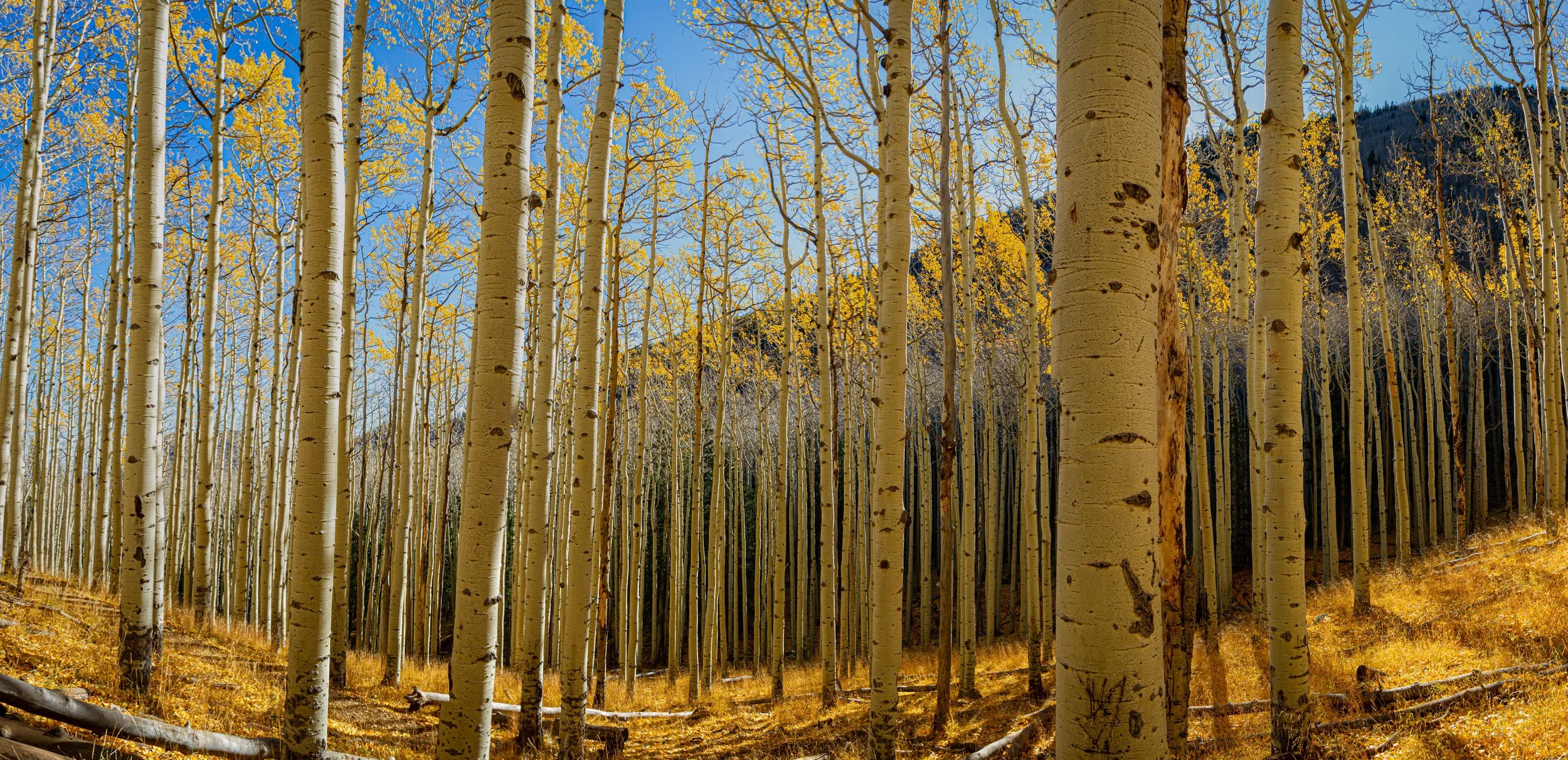 Fall Photography in Arizona’s Inner Basin | San Francisco Peaks Tip ...
