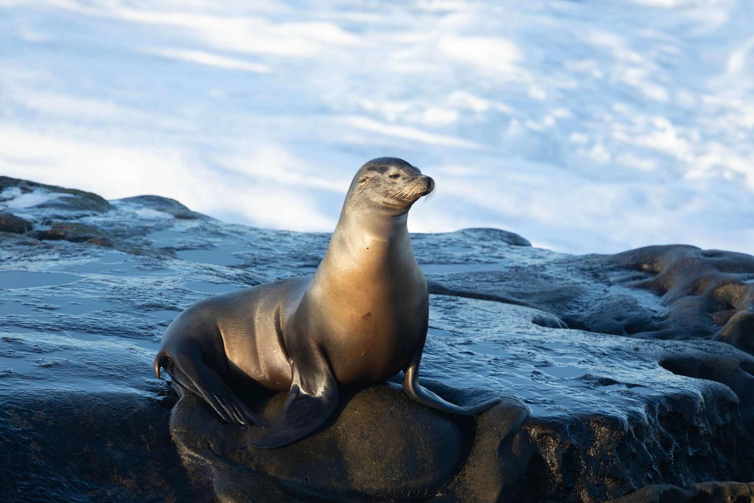 Sea lion resting on coastal rocks at the La Jolla Sea Lion Rookery photographed at sunset in November with soft side lighting