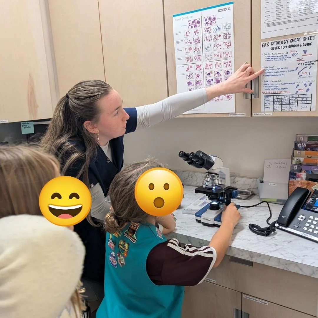 A woman teaching children about ear cytology using a poster on the wall, with a microscope on the counter.