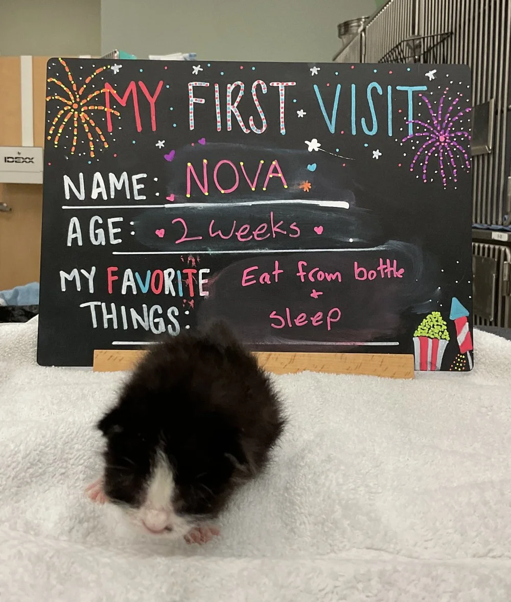 Nova1.jpg