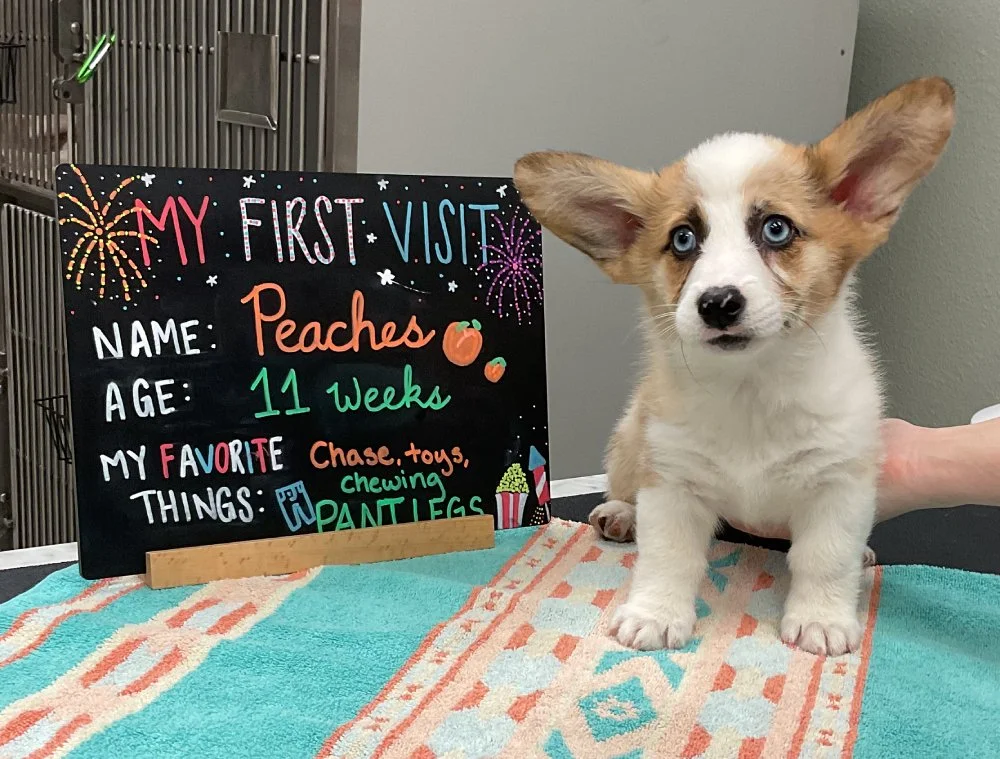 Peaches.jpg
