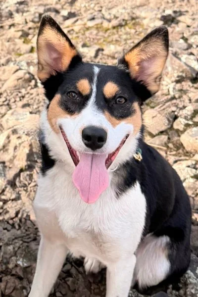 A happy tricolor dog with upright ears, a pink tongue, and a collar, sitting outdoors on rocky ground.