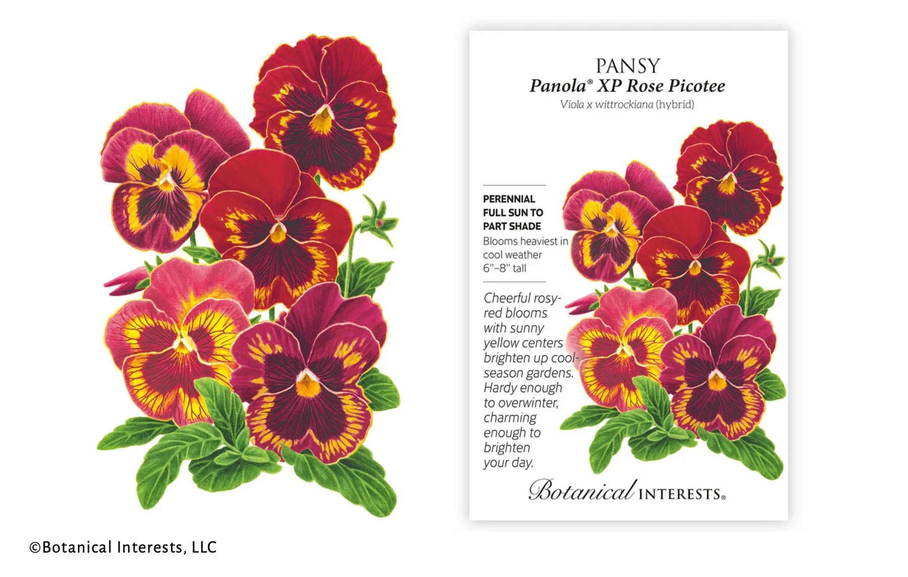 watercolor pansies