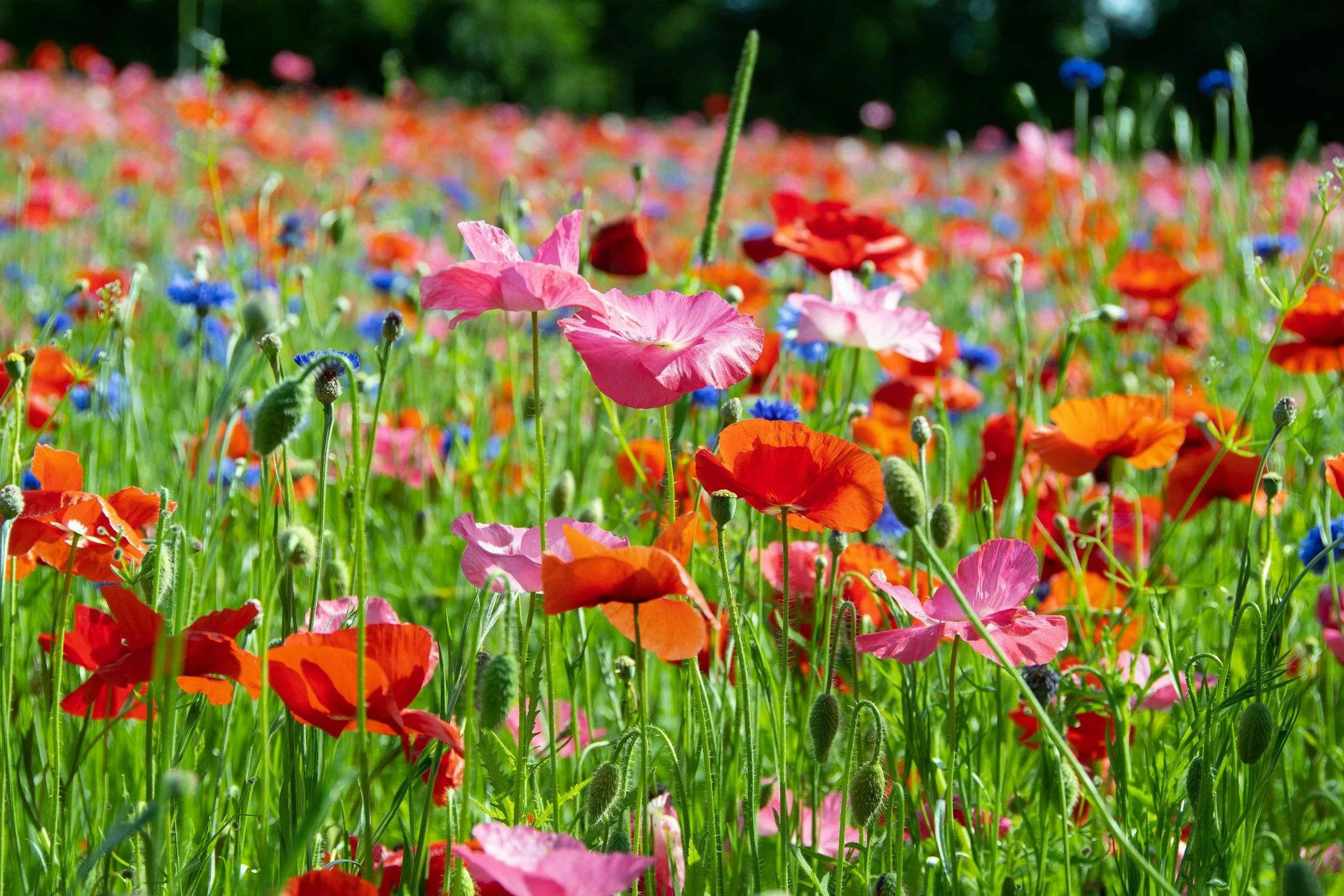 A colorful field of wildflowers including pink, red, blue, and purple blooms.  A decorative item on Catherine, LMFT therapist in San Francisco's website.