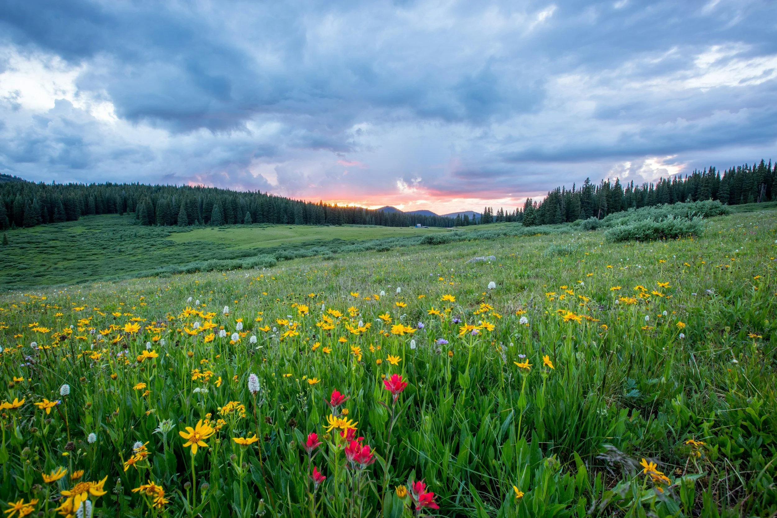 A scenic landscape of a green meadow filled with yellow, white, and pink wildflowers, bordered by dense pine trees under a partly cloudy sky during sunset.